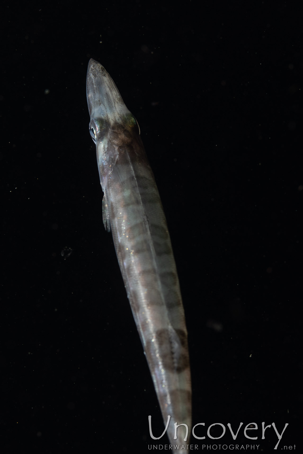 00 To Be Determined, photo taken in Indonesia, North Sulawesi, Lembeh Strait, Blackwater