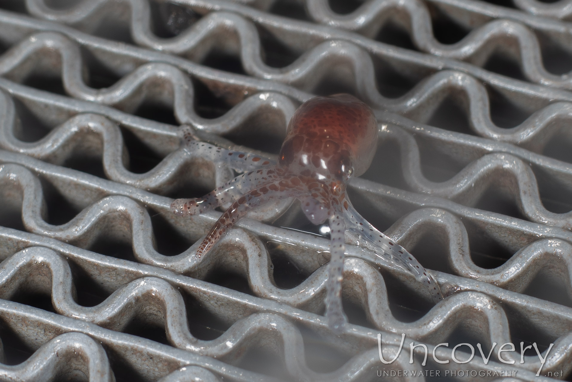 00 To Be Determined, photo taken in Indonesia, North Sulawesi, Lembeh Strait, Blackwater