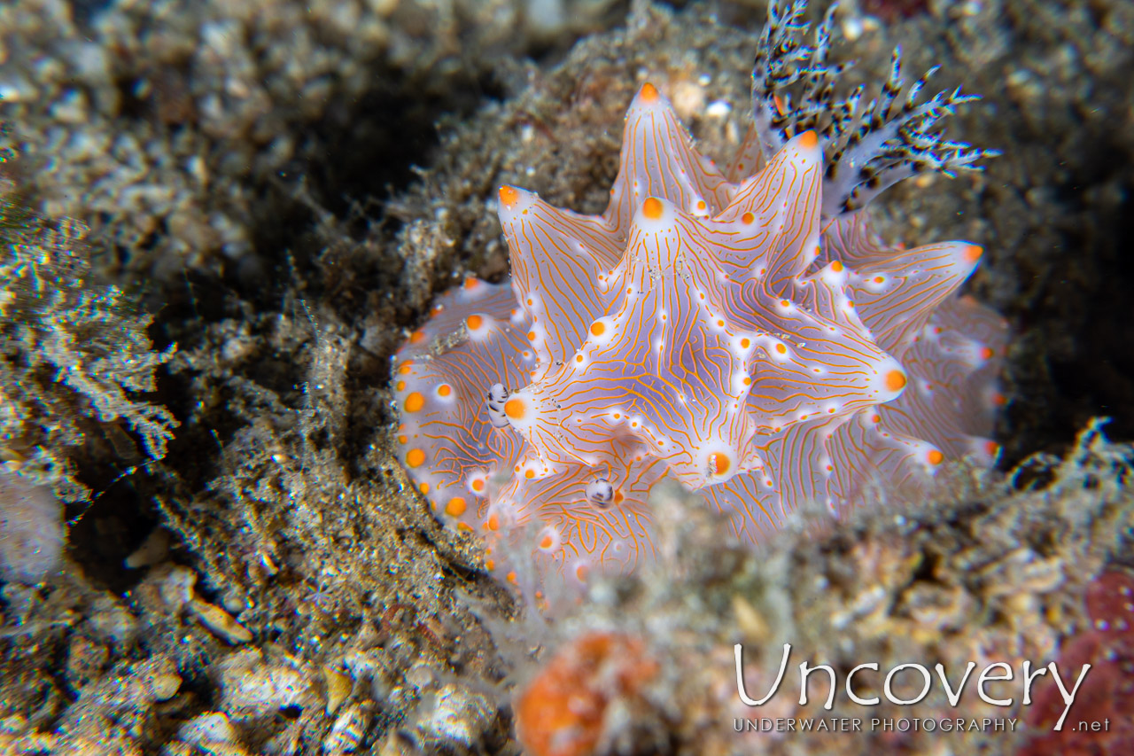 Nudibranch (halgerda Batangas) shot in Indonesia|North Sulawesi|Lembeh Strait|Papusungan Kecil