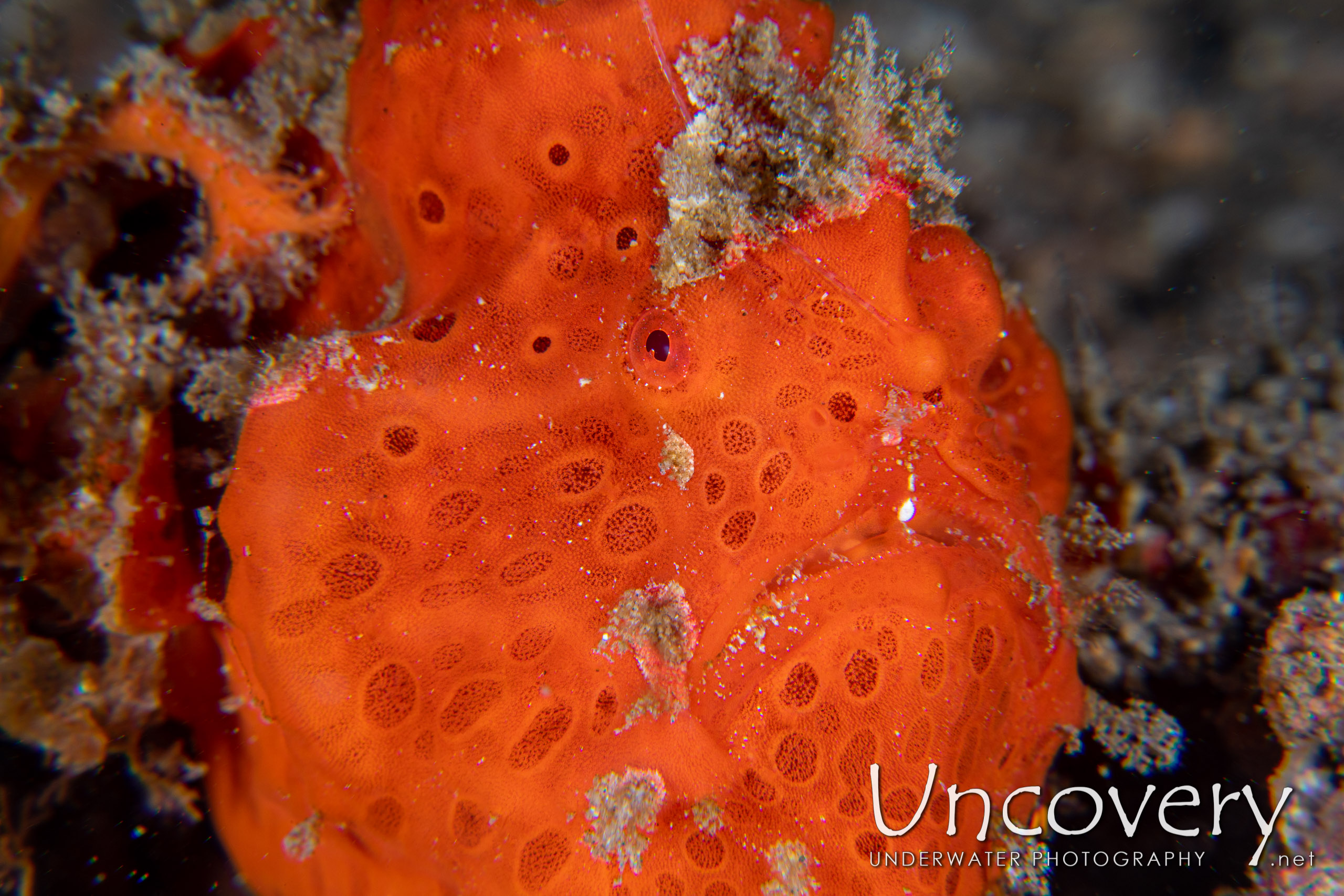 Painted Frogfish (antennarius Pictus), photo taken in Indonesia, North Sulawesi, Lembeh Strait, Papusungan Kecil