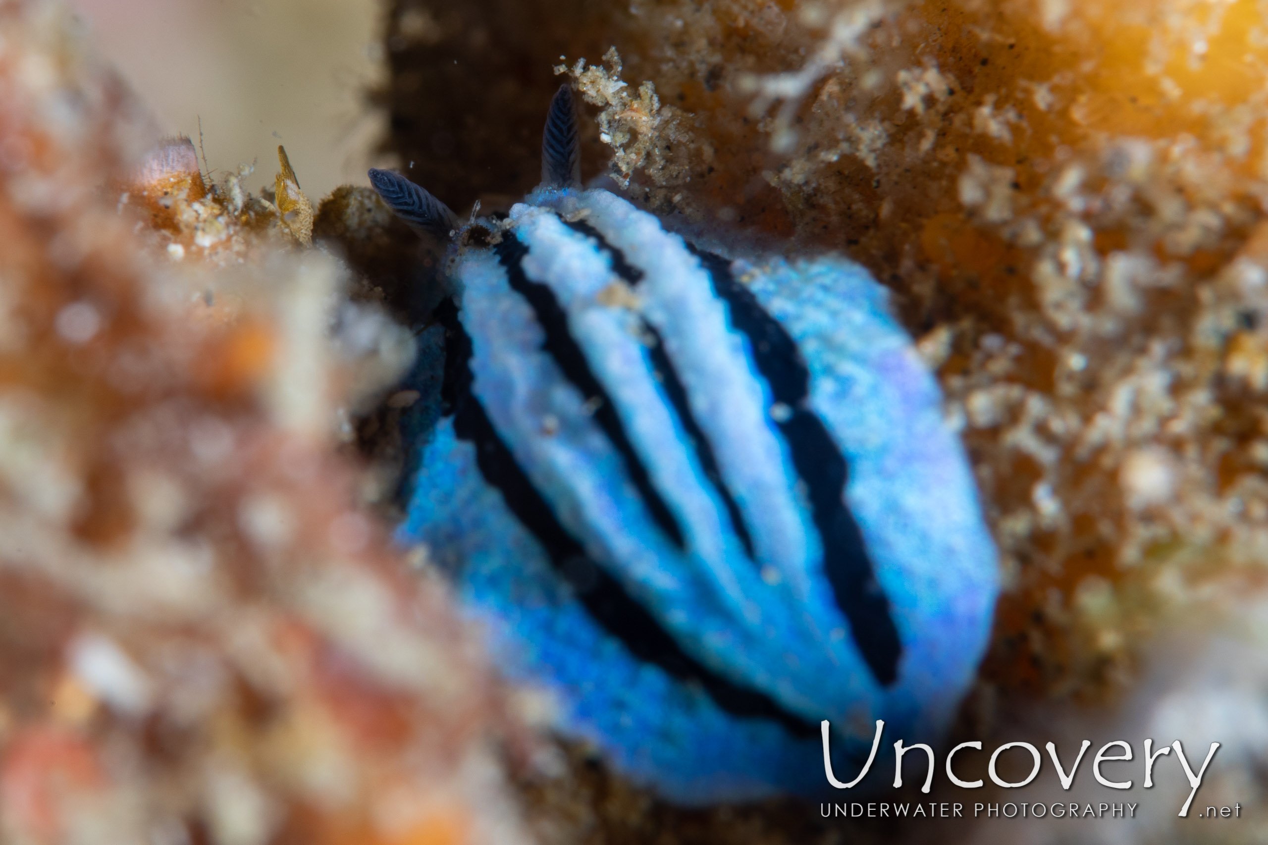 Nudibranch, photo taken in Indonesia, North Sulawesi, Lembeh Strait, Papusungan Kecil