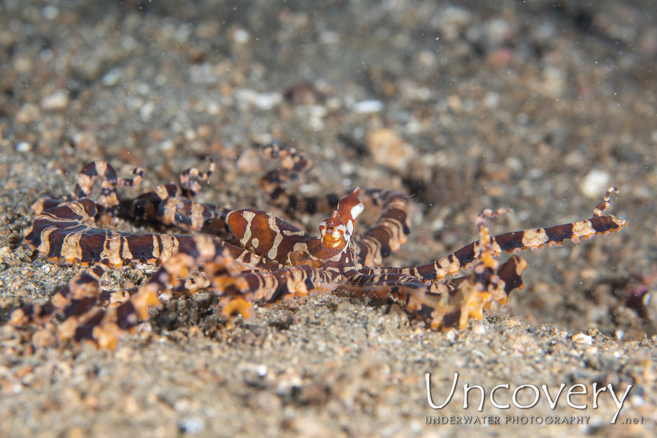 Wonderpus Octopus (wunderpus Photogenicus) shot in Indonesia|North Sulawesi|Lembeh Strait|Papusungan Kecil