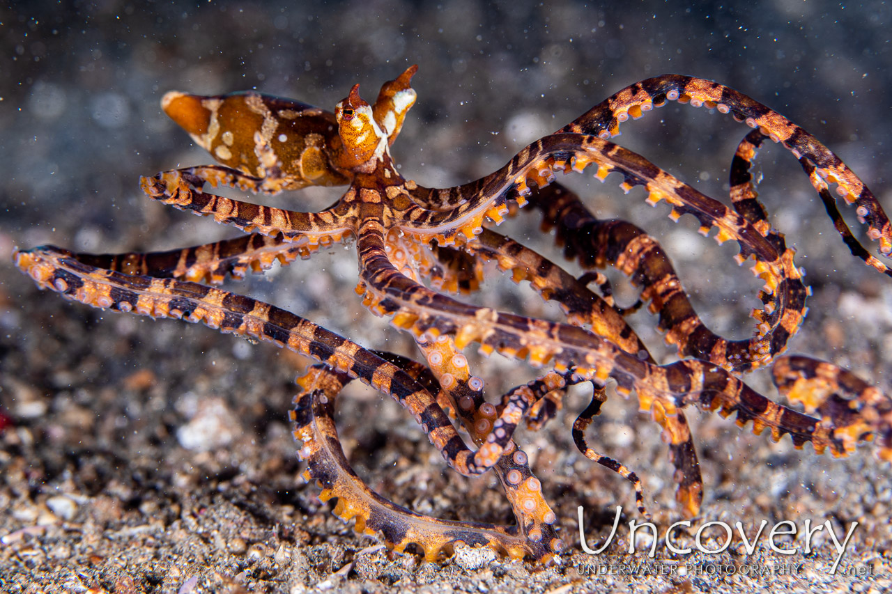 Wonderpus Octopus (wunderpus Photogenicus) shot in Indonesia|North Sulawesi|Lembeh Strait|Papusungan Kecil