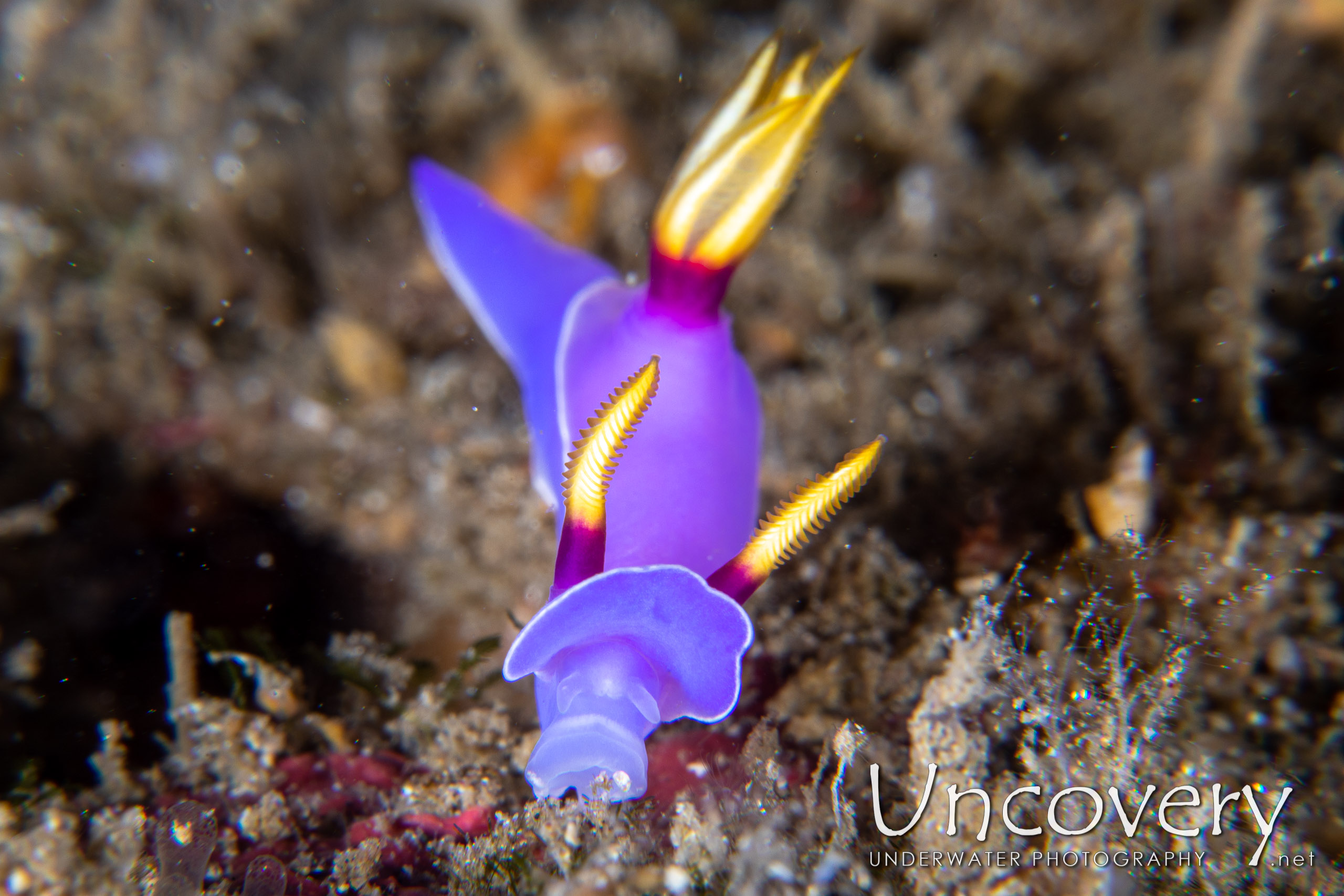 Nudibranch, photo taken in Indonesia, North Sulawesi, Lembeh Strait, Papusungan Kecil