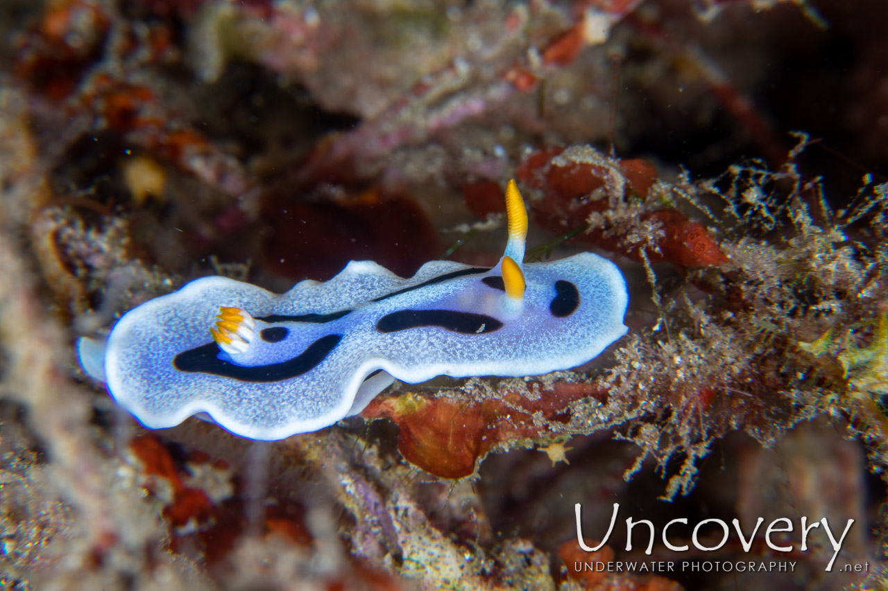 Nudibranch shot in Indonesia|North Sulawesi|Lembeh Strait|Papusungan Kecil