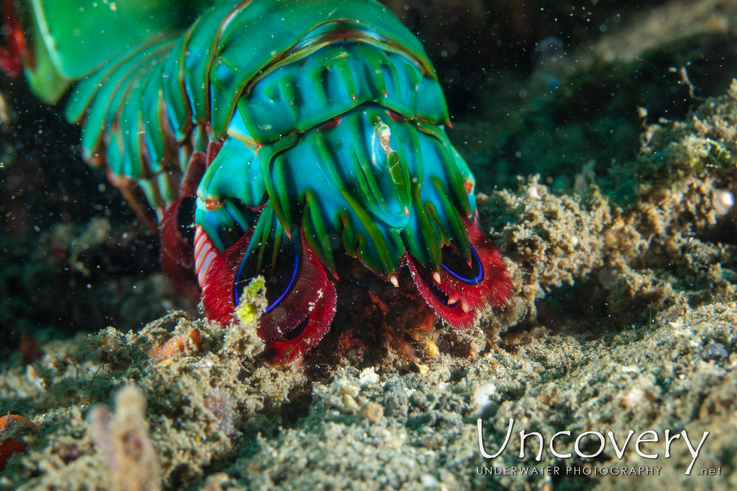 Peacock Mantis Shrimp (odontodactylus Scyllarus), photo taken in Indonesia, North Sulawesi, Lembeh Strait, Naemundung