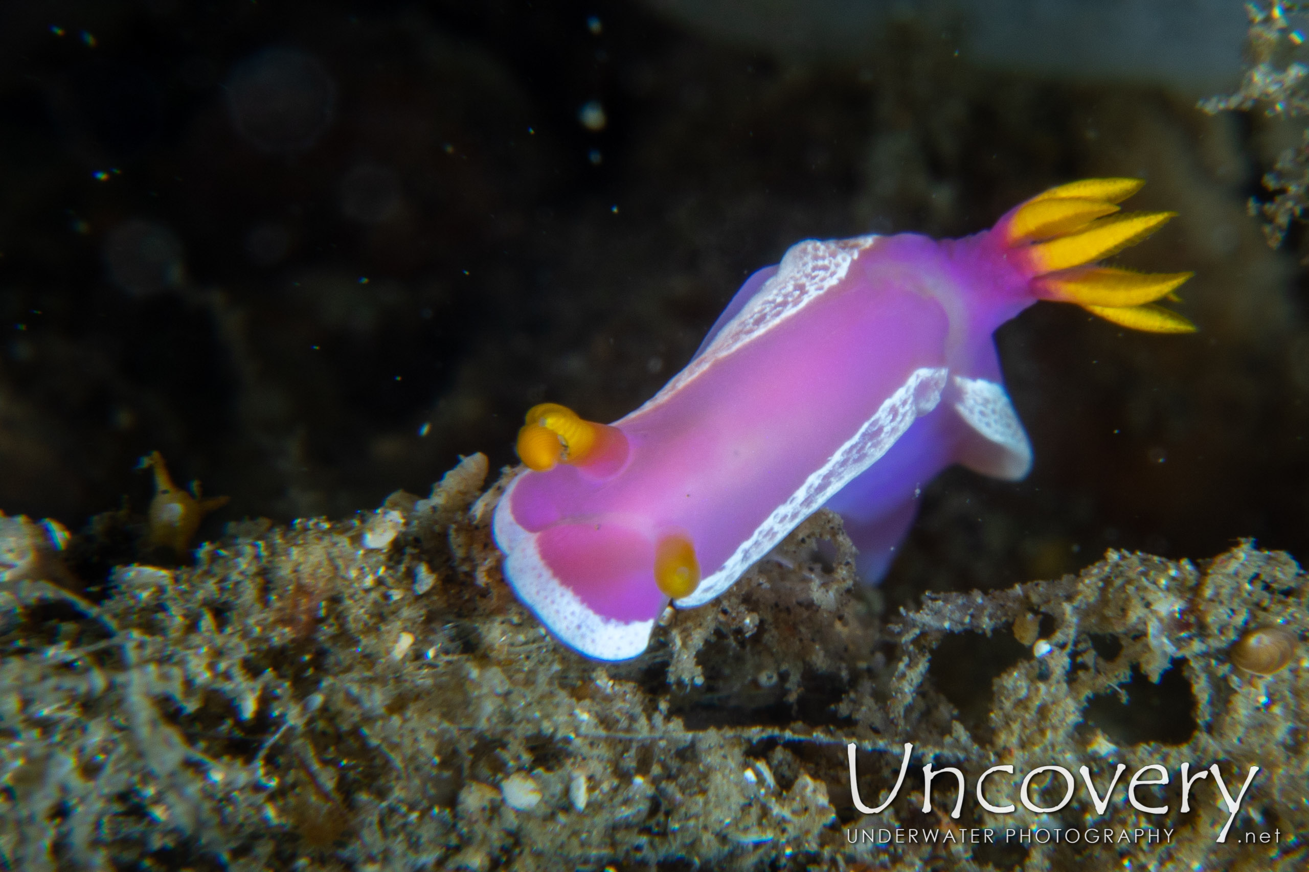 Nudibranch, photo taken in Indonesia, North Sulawesi, Lembeh Strait, Naemundung