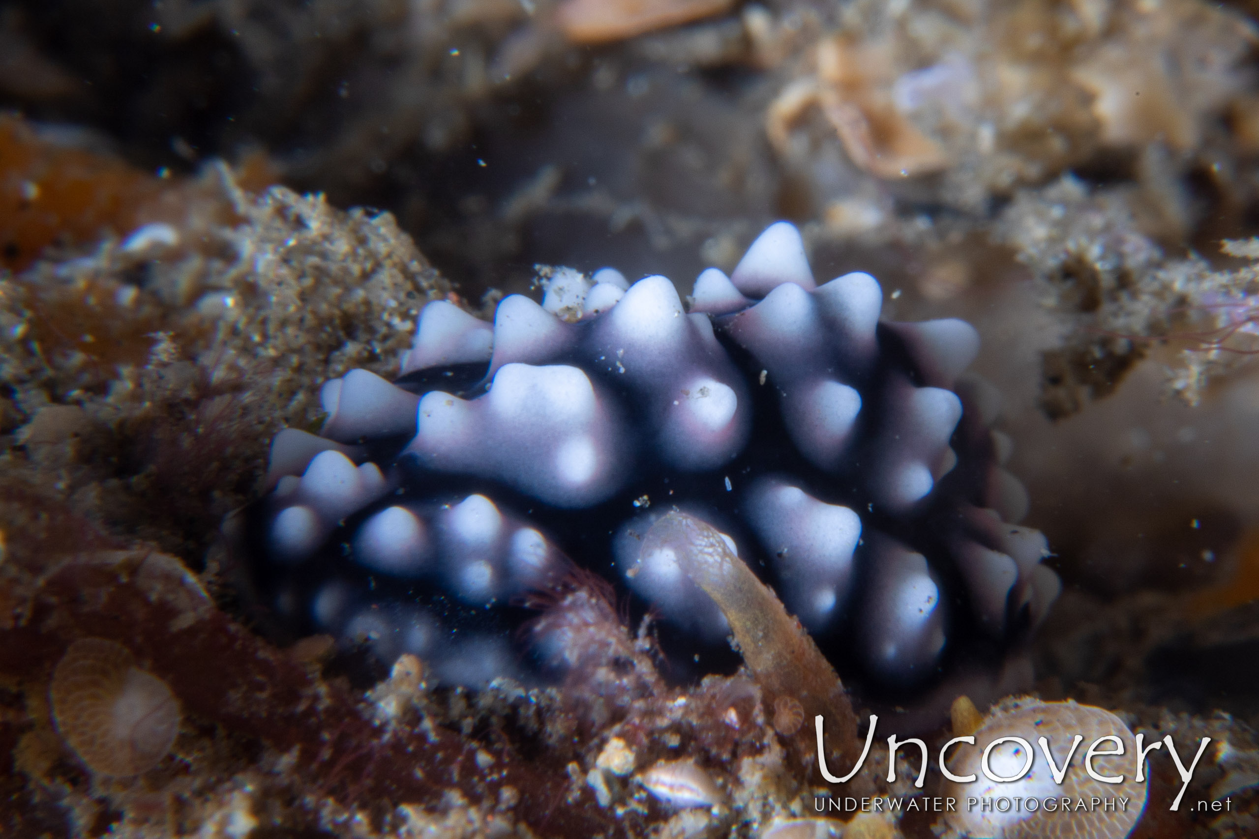 Nudibranch, photo taken in Indonesia, North Sulawesi, Lembeh Strait, Naemundung