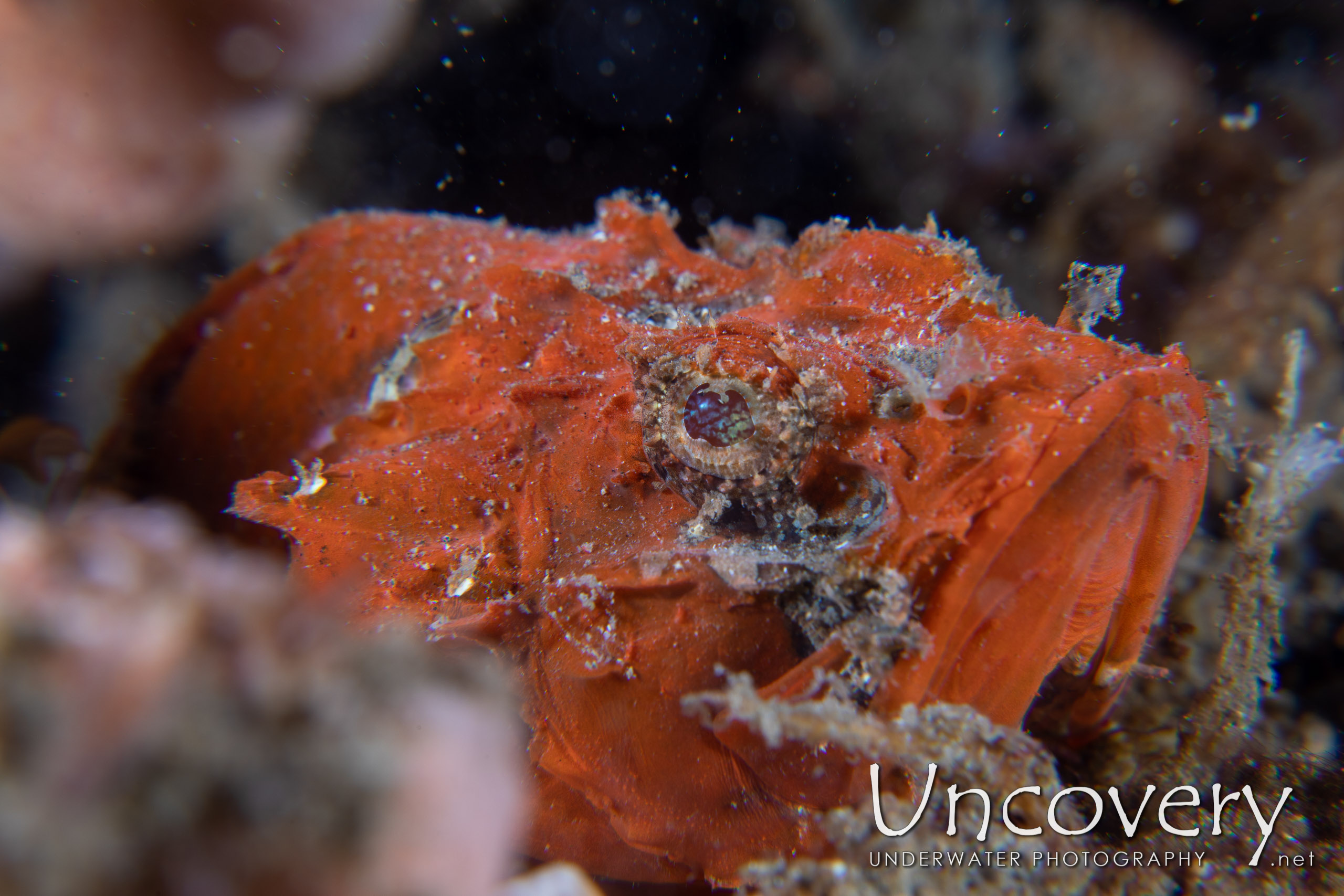 Humpback Scorpionfish (scorpaenopsis Macrochir), photo taken in Indonesia, North Sulawesi, Lembeh Strait, Naemundung