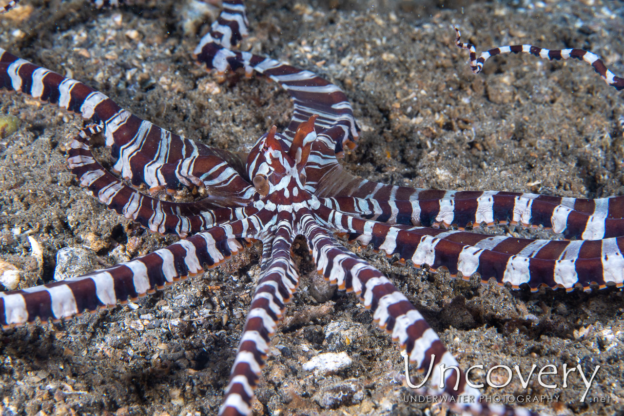 Wonderpus Octopus (wunderpus Photogenicus) shot in Indonesia|North Sulawesi|Lembeh Strait|Naemundung