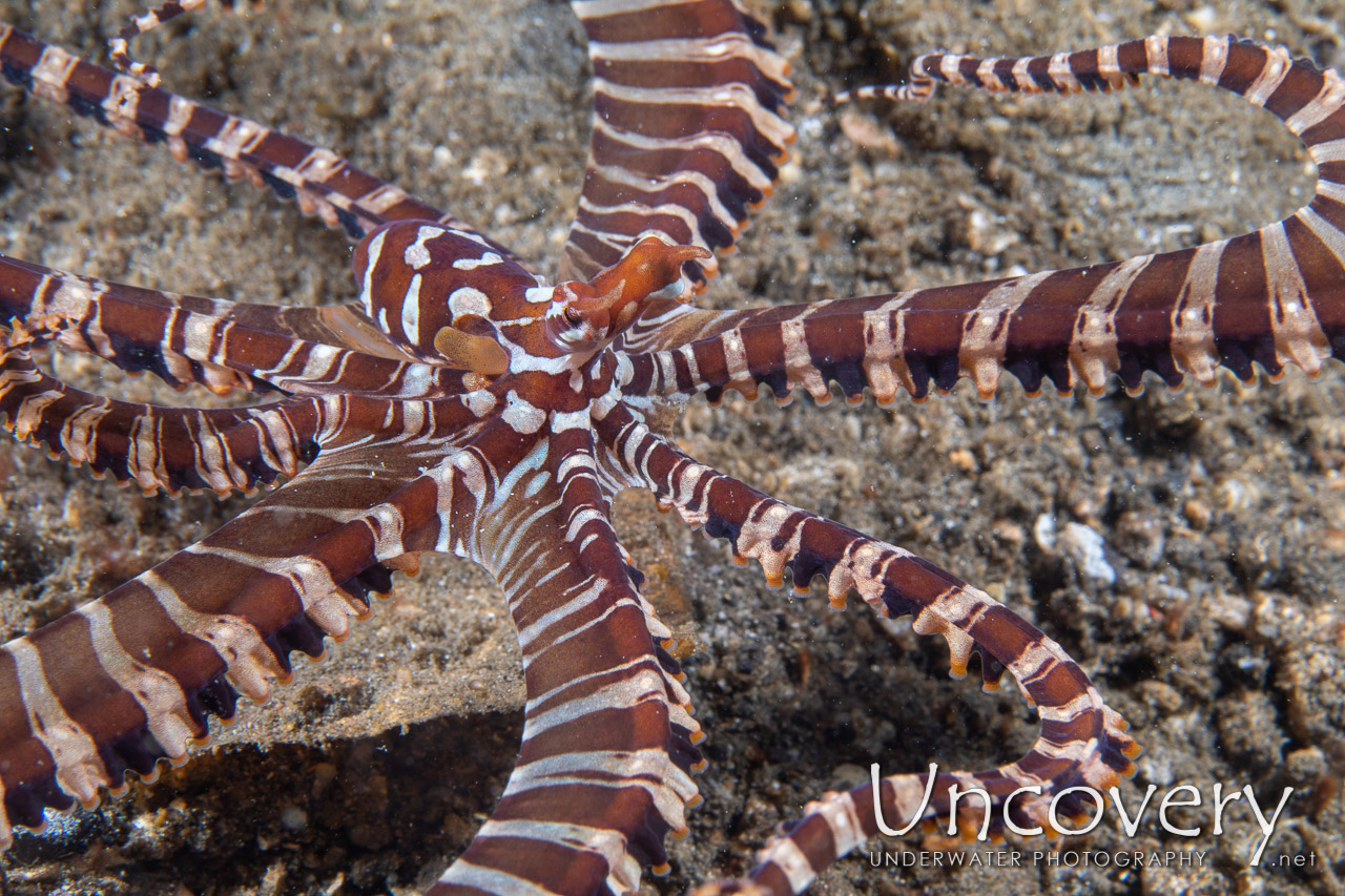 Wonderpus Octopus (wunderpus Photogenicus) shot in Indonesia|North Sulawesi|Lembeh Strait|Naemundung