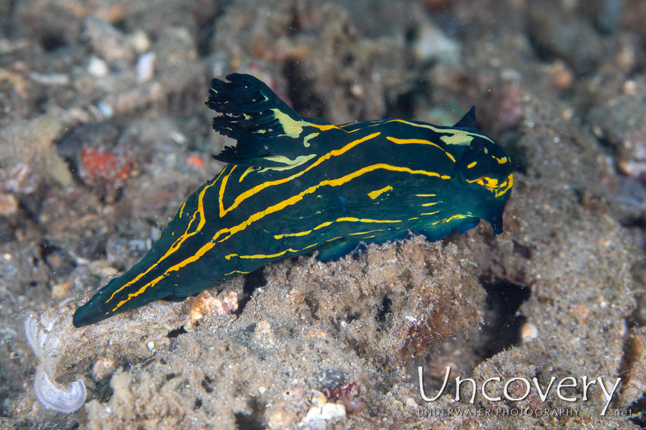 Nudibranch shot in Indonesia|North Sulawesi|Lembeh Strait|Naemundung