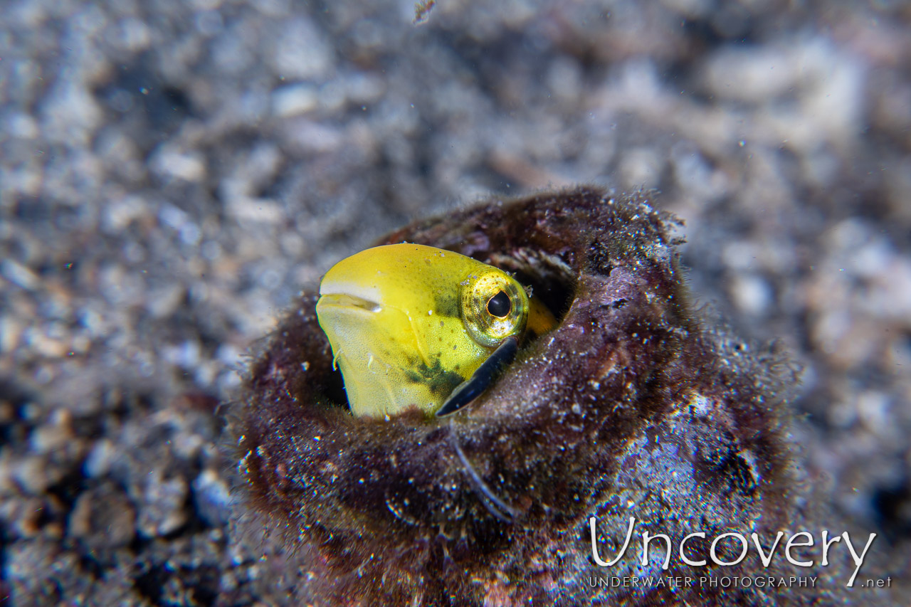 Shorthead Fangblenny (petroscirtes Breviceps) shot in Indonesia|North Sulawesi|Lembeh Strait|Naemundung