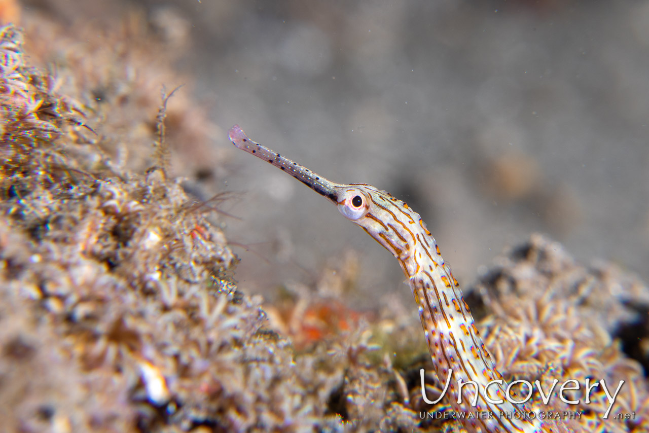 Networked Pipefish (corythoichthys Flavofasciatus) shot in Indonesia|North Sulawesi|Lembeh Strait|Naemundung