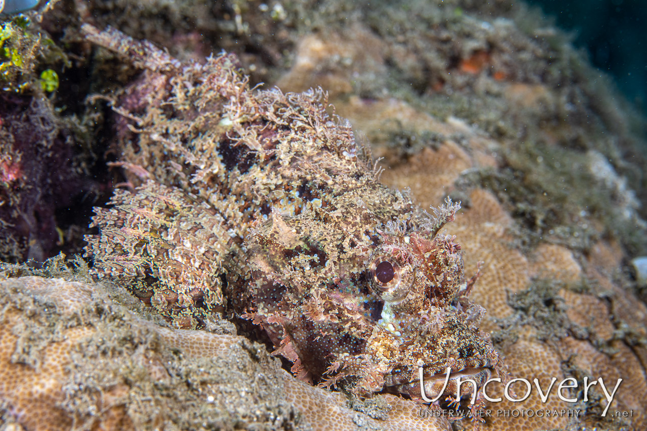 Tassled Scorpionfish (scorpaenopsis Oxycephala) shot in Indonesia|North Sulawesi|Lembeh Strait|Naemundung
