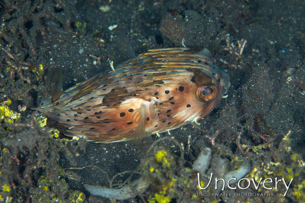 Porcupine Pufferfish (diodon Holocanthus), photo taken in Indonesia, North Sulawesi, Lembeh Strait, TK 1