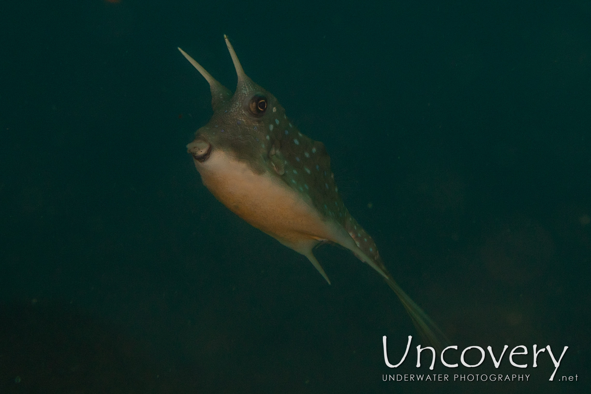 Longhorn Cowfish (lactoria Cornuta), photo taken in Indonesia, North Sulawesi, Lembeh Strait, TK 1