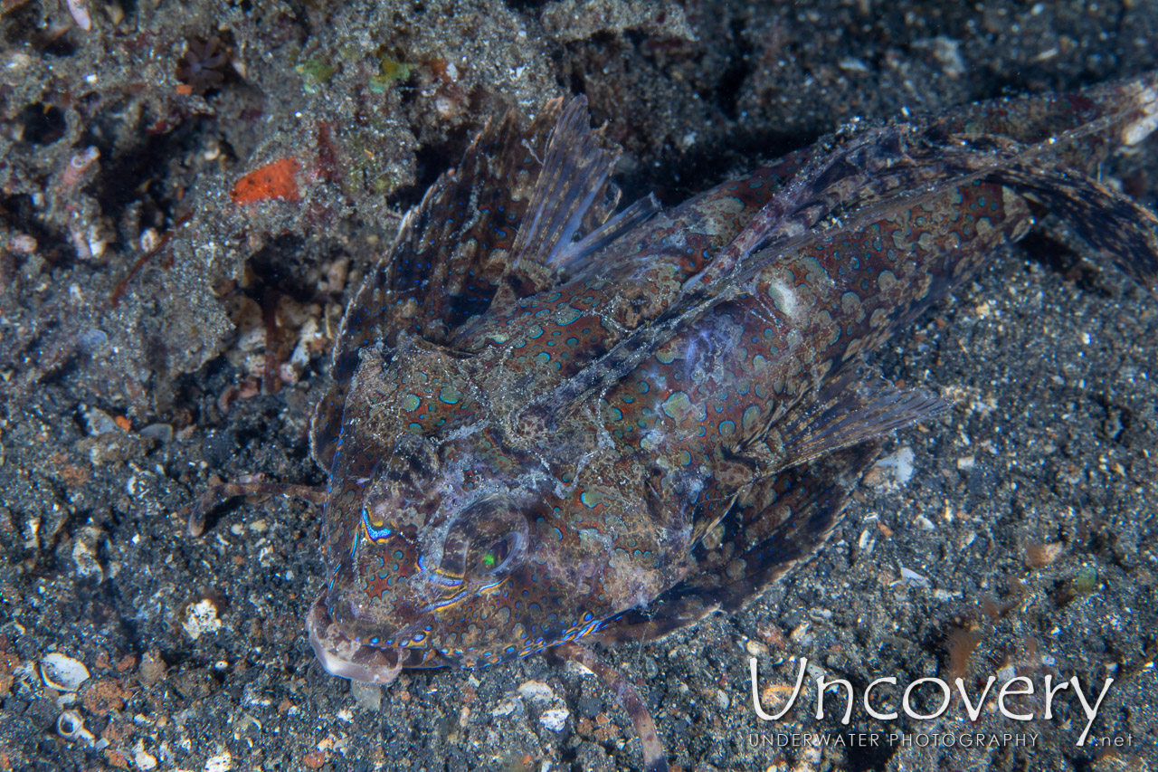 Orange-black Dragonet (dactylopus Kuiteri) shot in Indonesia|North Sulawesi|Lembeh Strait|TK 1
