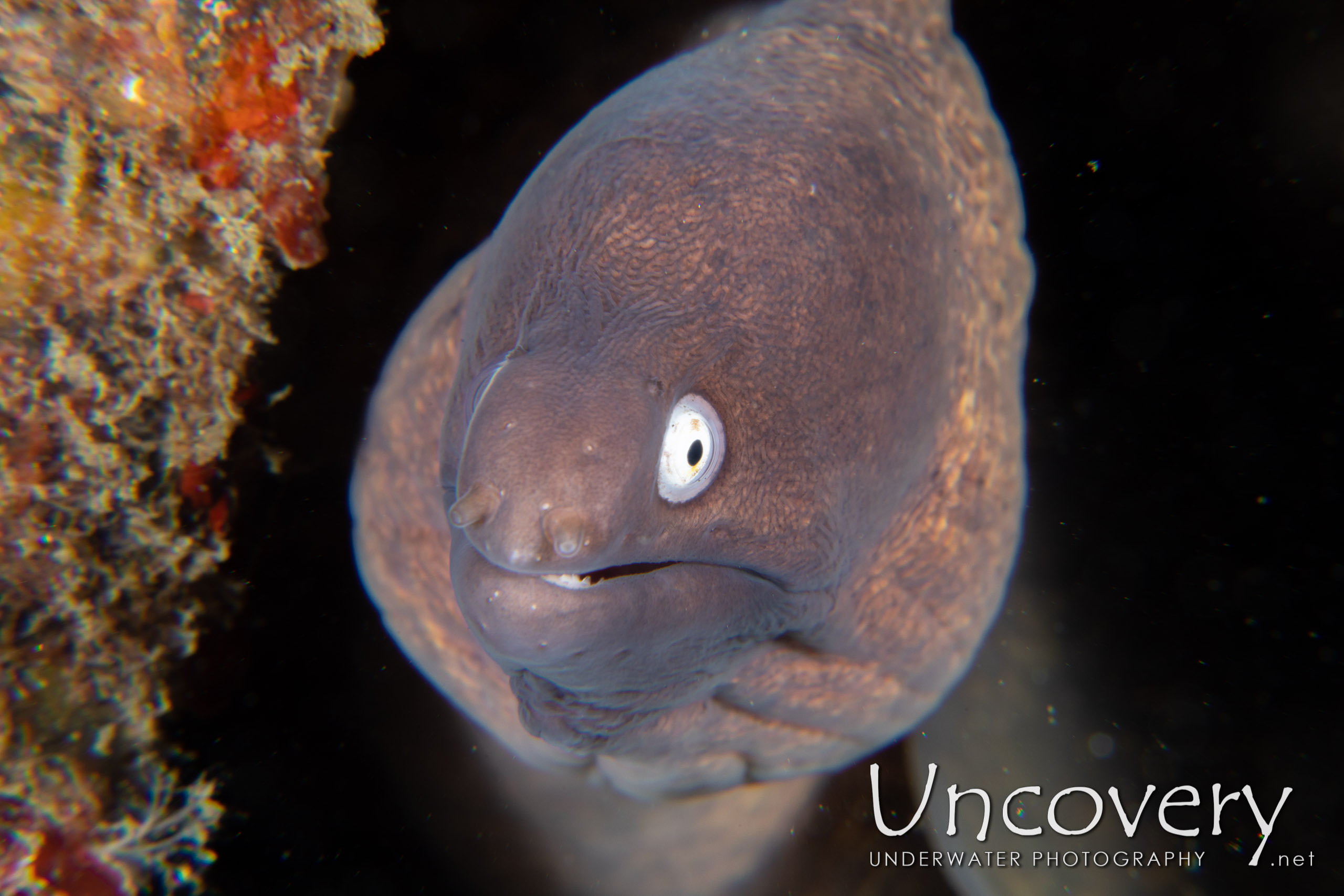 White Eyed Moray (gymnothorax Thyrsoideus), photo taken in Indonesia, North Sulawesi, Lembeh Strait, TK 1