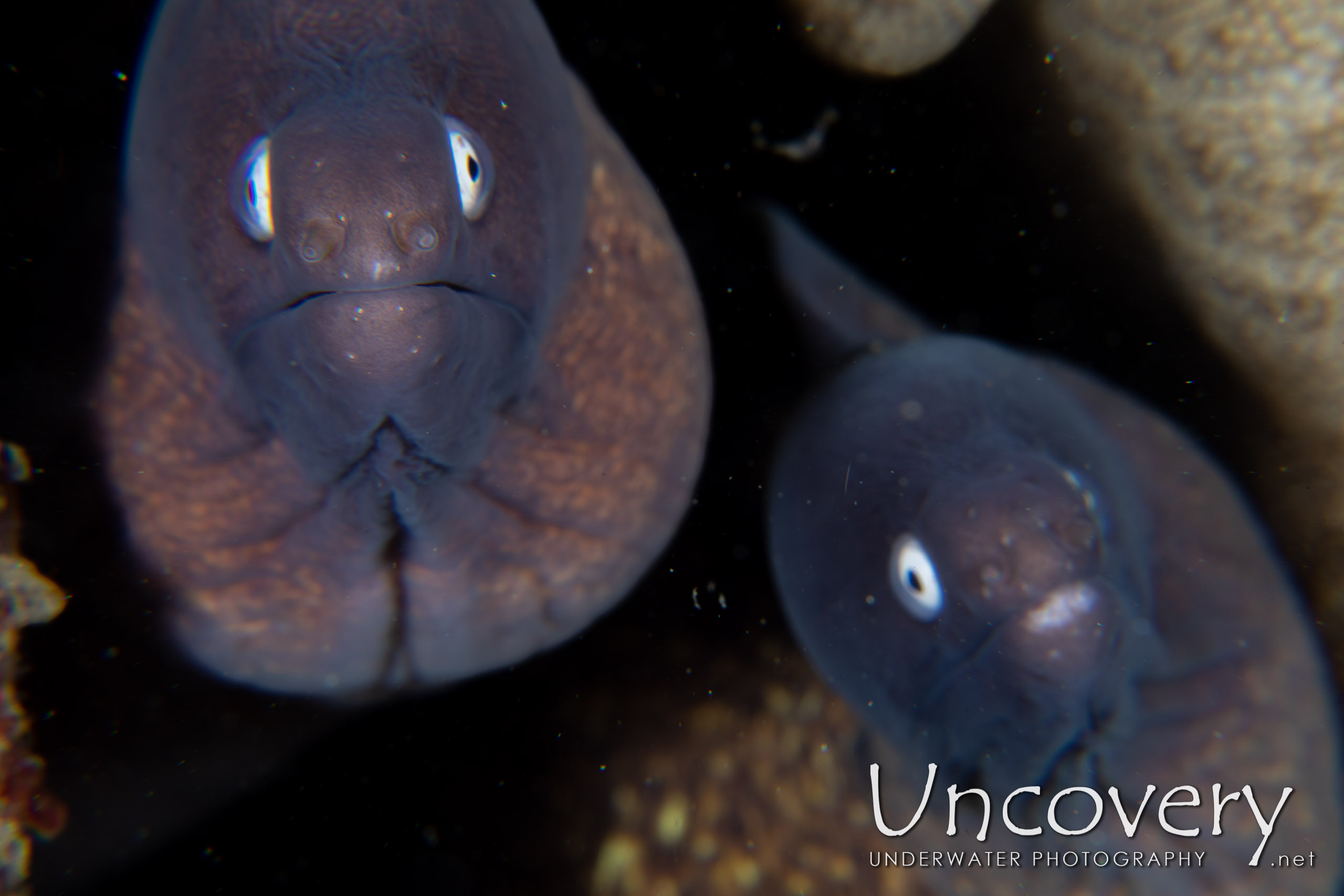 White Eyed Moray (gymnothorax Thyrsoideus), photo taken in Indonesia, North Sulawesi, Lembeh Strait, TK 1