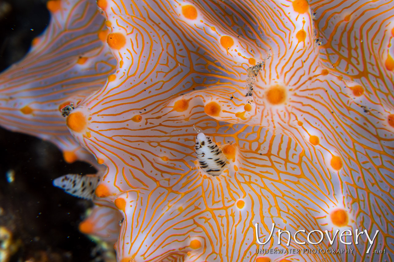 Nudibranch (halgerda Batangas) shot in Indonesia|North Sulawesi|Lembeh Strait|TK 1