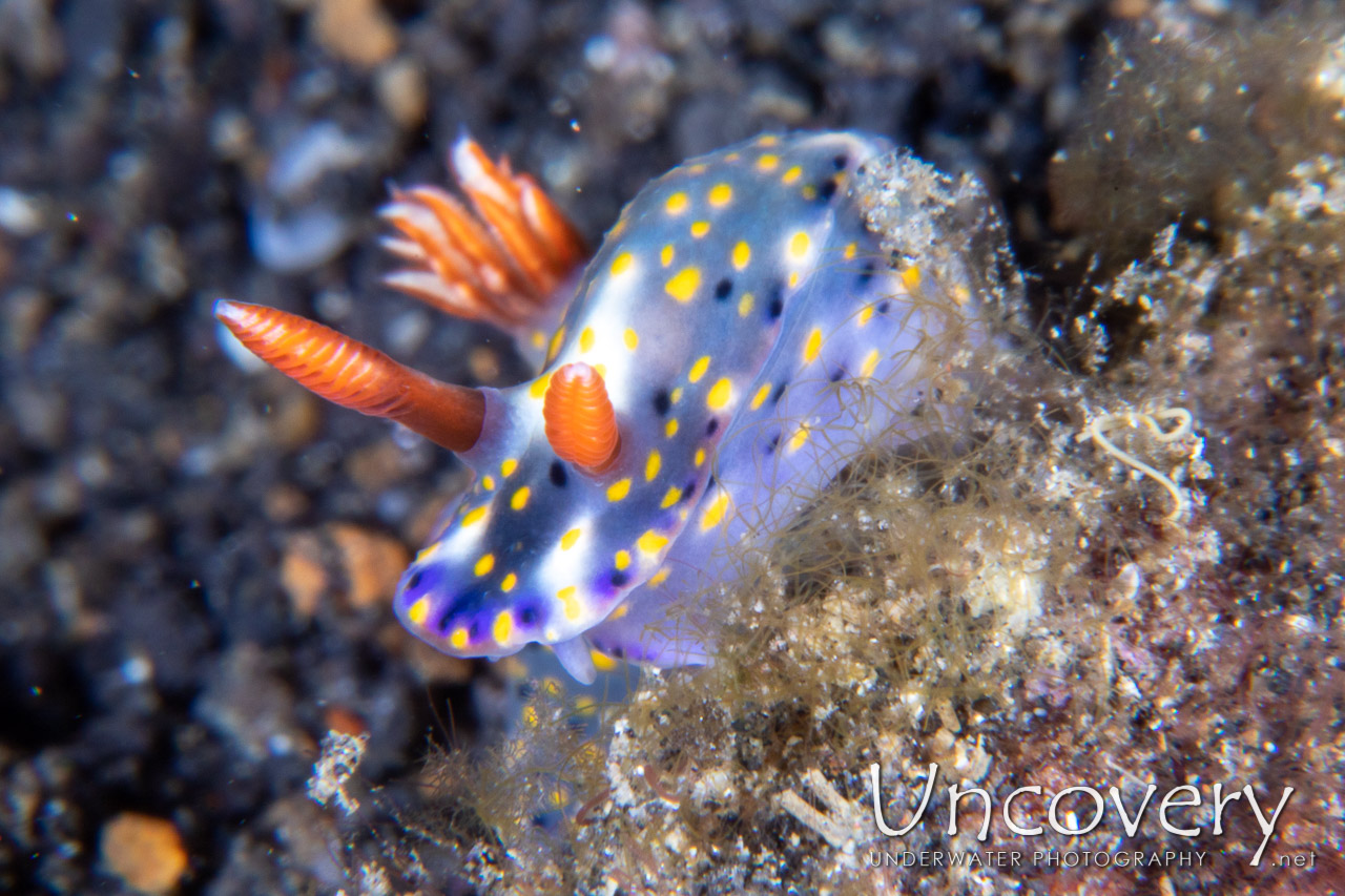 Nudibranch shot in Indonesia|North Sulawesi|Lembeh Strait|TK 1
