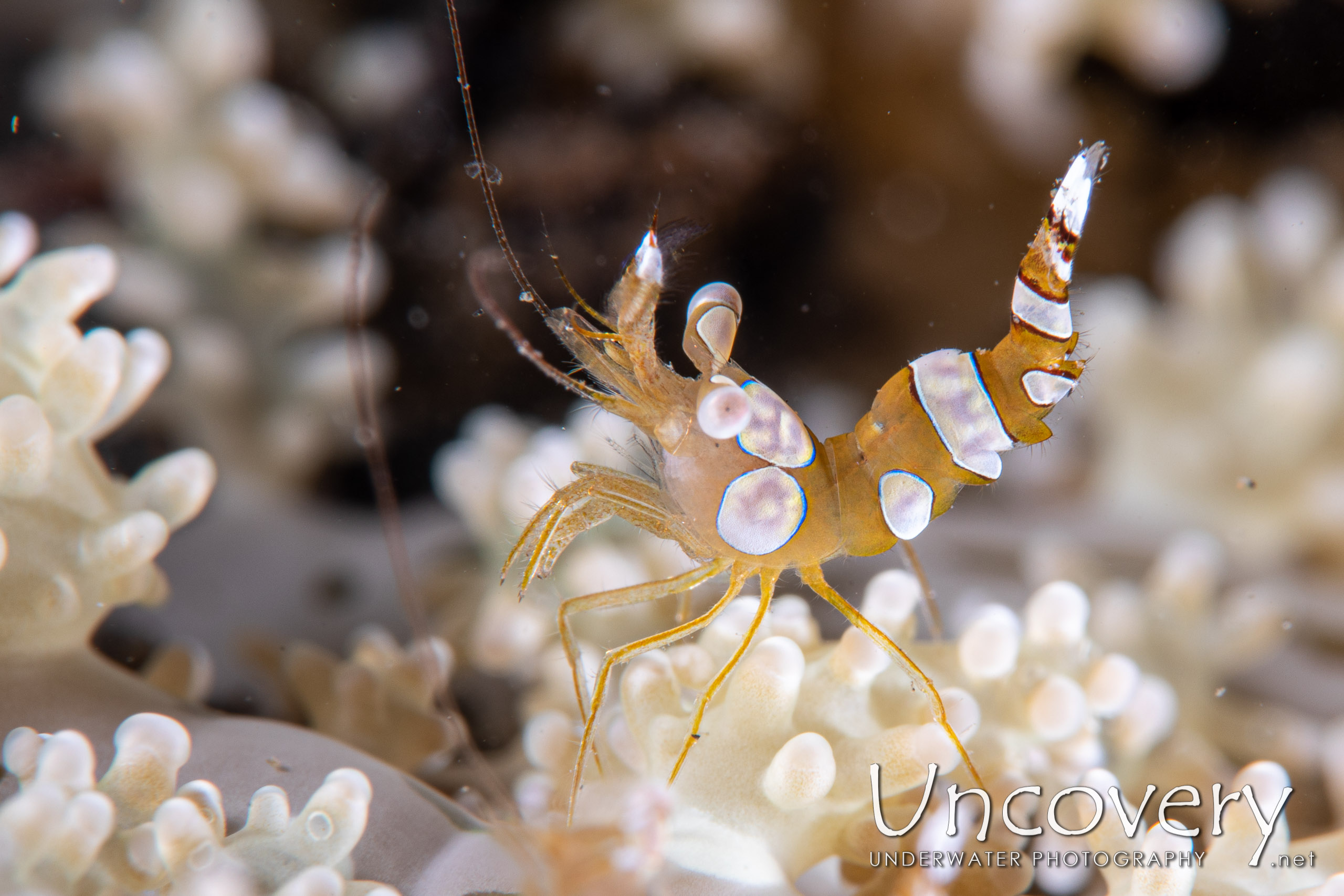 Sexy Shrimp (thor Amboinensis), photo taken in Indonesia, North Sulawesi, Lembeh Strait, TK 1