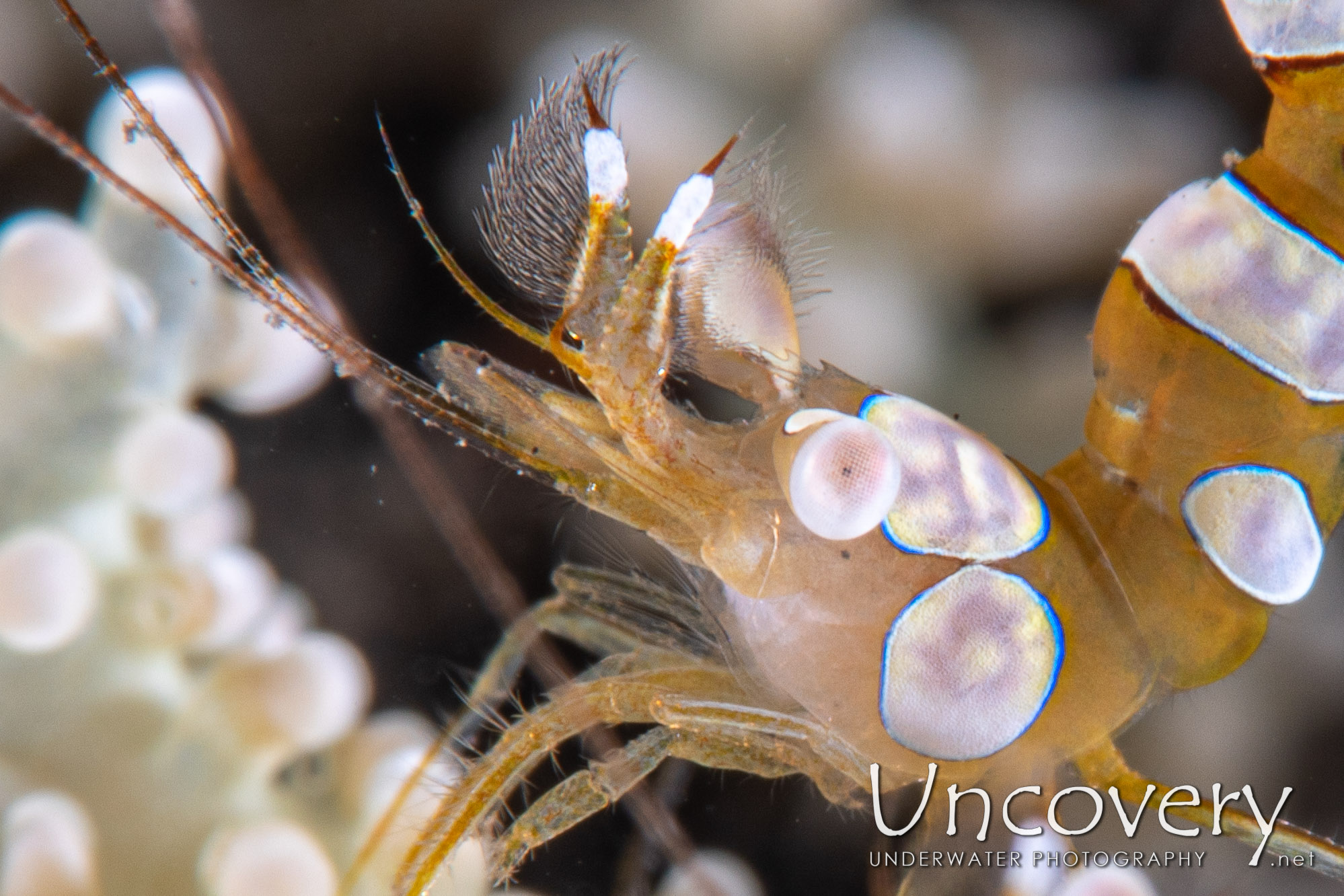 Sexy Shrimp (thor Amboinensis), photo taken in Indonesia, North Sulawesi, Lembeh Strait, TK 1