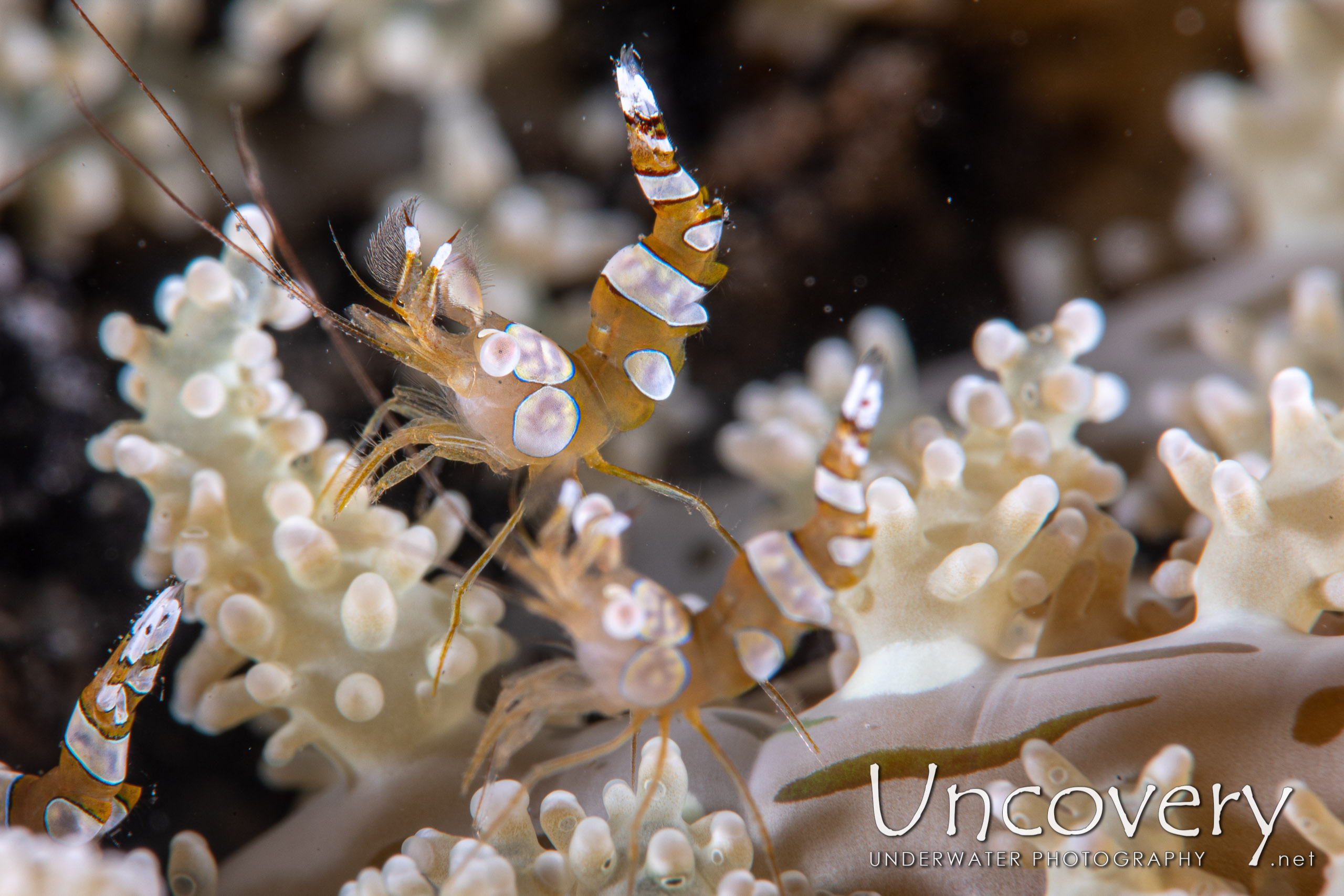 Sexy Shrimp (thor Amboinensis), photo taken in Indonesia, North Sulawesi, Lembeh Strait, TK 1