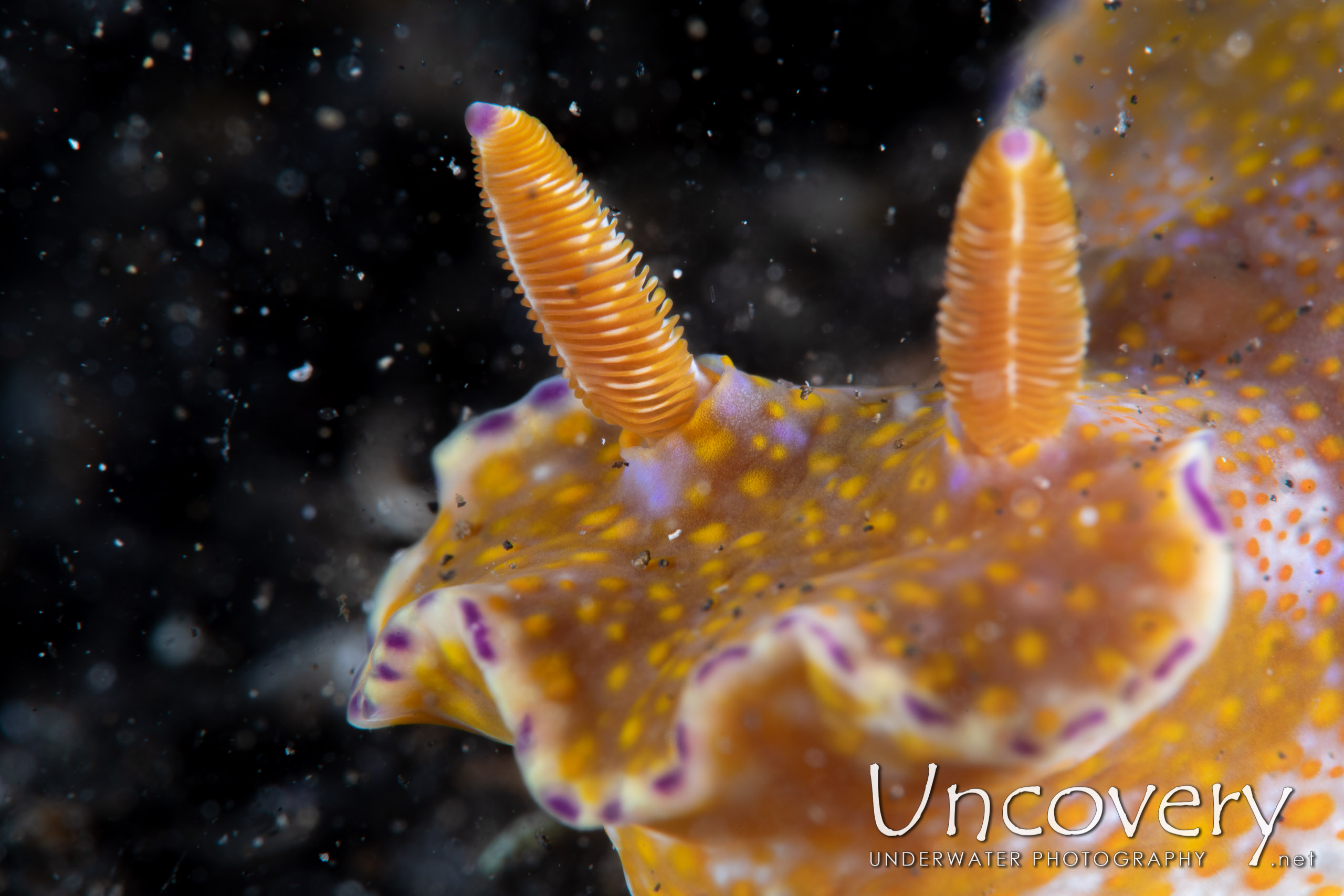 Nudibranch, photo taken in Indonesia, North Sulawesi, Lembeh Strait, TK 1