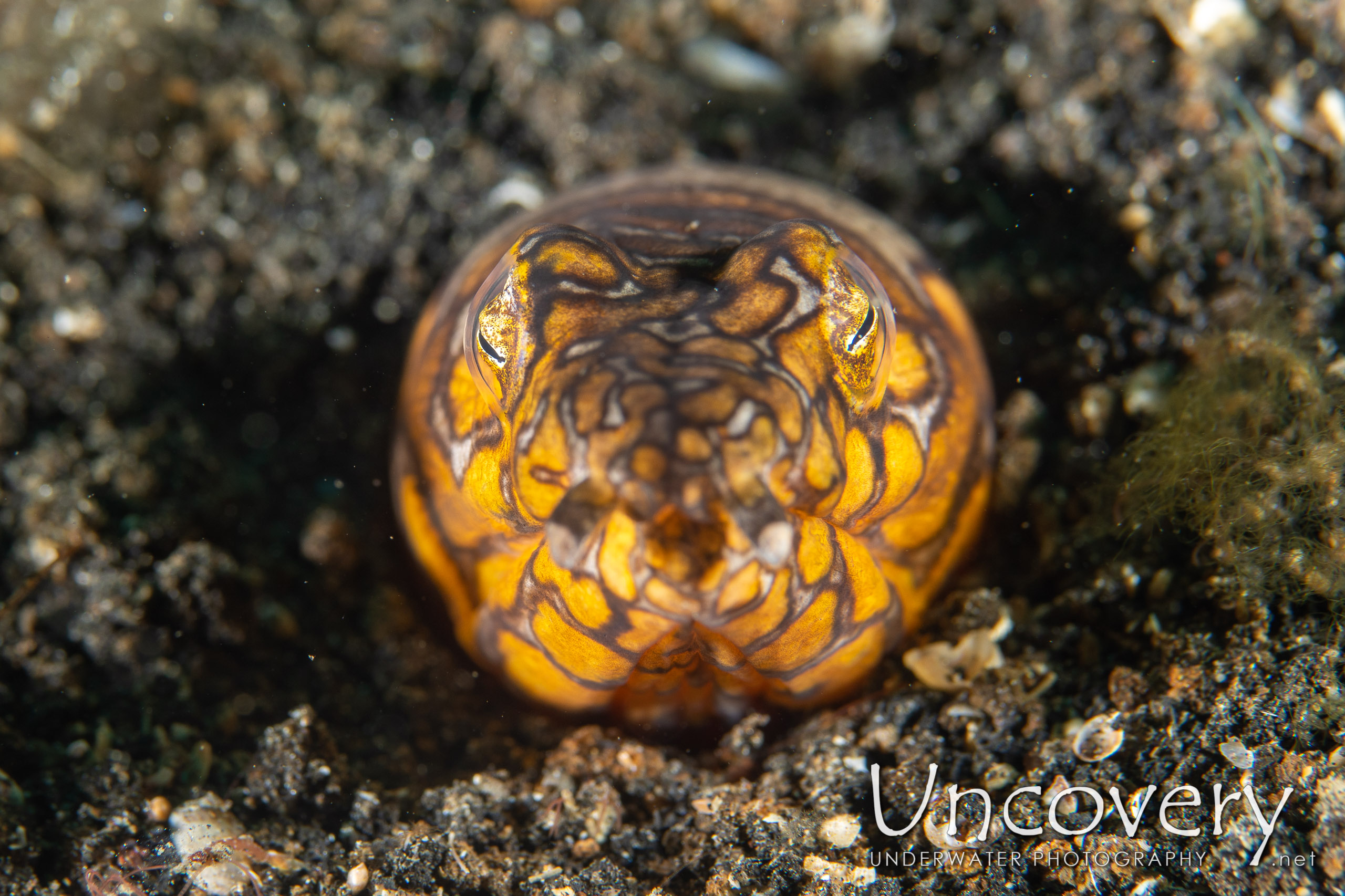 Napoleon Snake Eel (ophichthus Bonaparti), photo taken in Indonesia, North Sulawesi, Lembeh Strait, TK 1