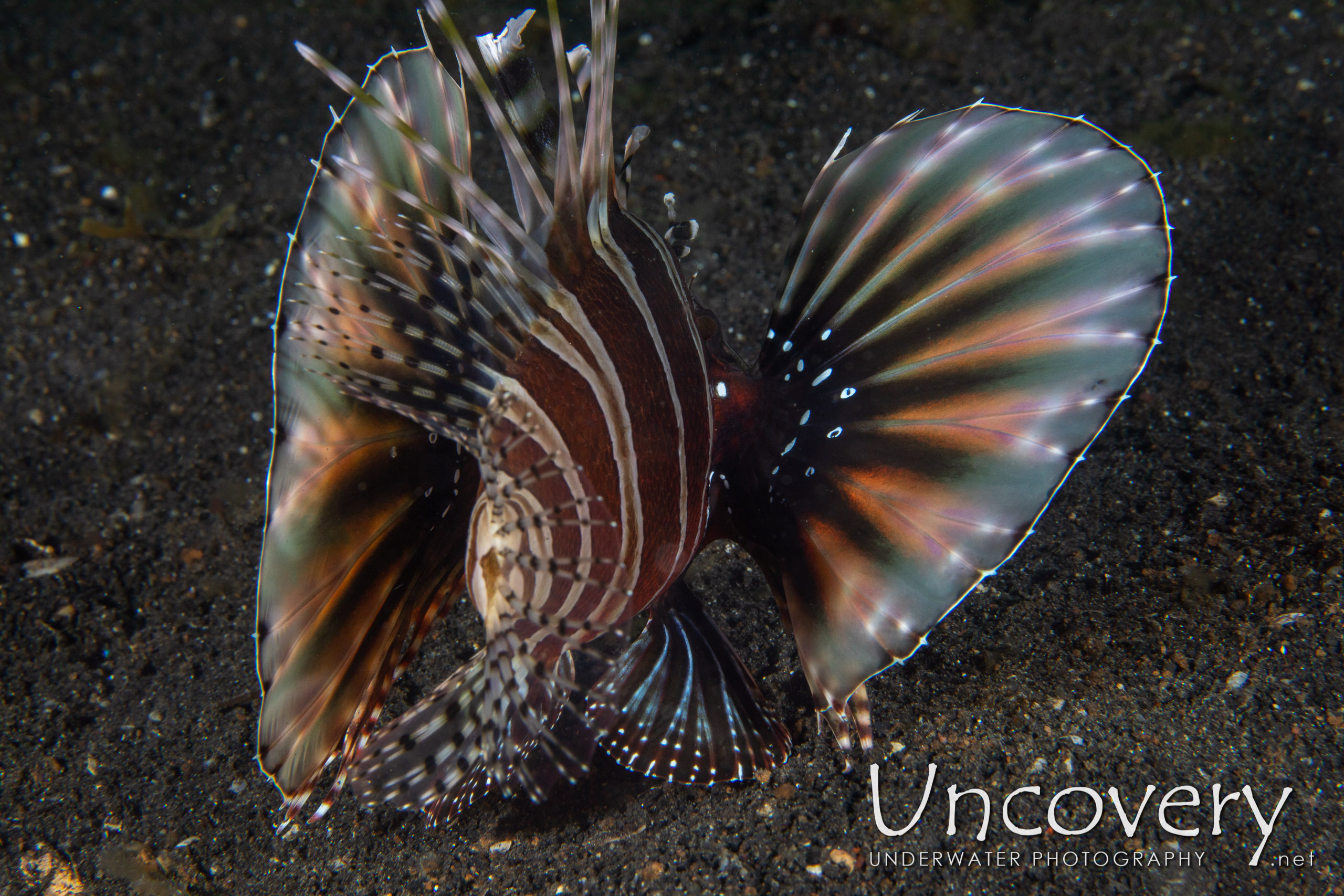 Zebra Lionfish (dendrochirus Zebra), photo taken in Indonesia, North Sulawesi, Lembeh Strait, TK 1