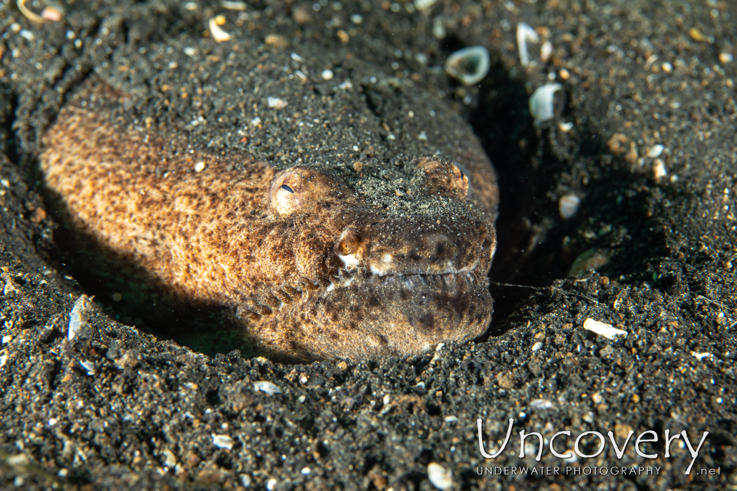 Crocodile Snake Eel (brachysomophis Crocodilinus), photo taken in Indonesia, North Sulawesi, Lembeh Strait, TK 1