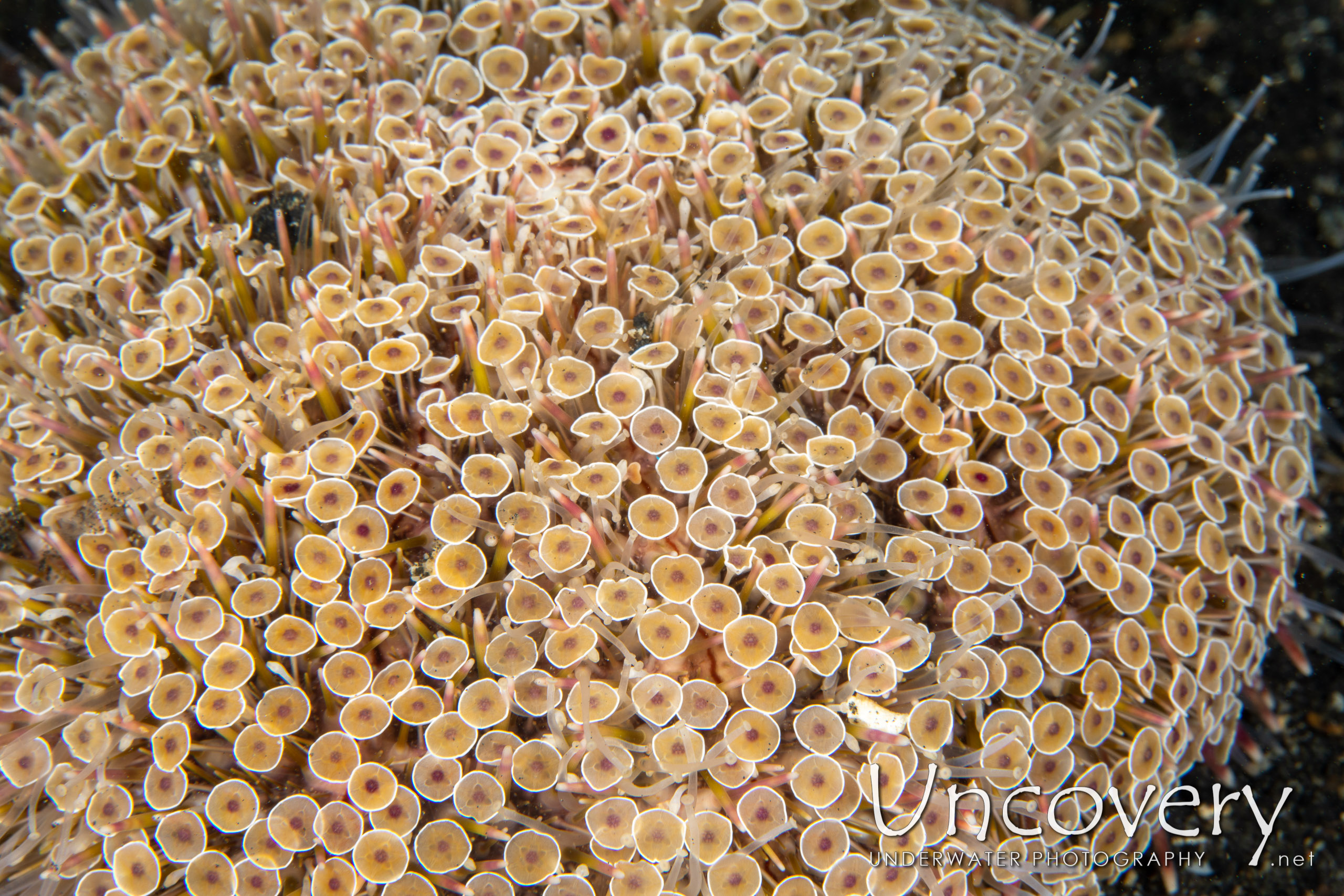 Flower Urchin (toxopneustes Pileolus), photo taken in Indonesia, North Sulawesi, Lembeh Strait, TK 1