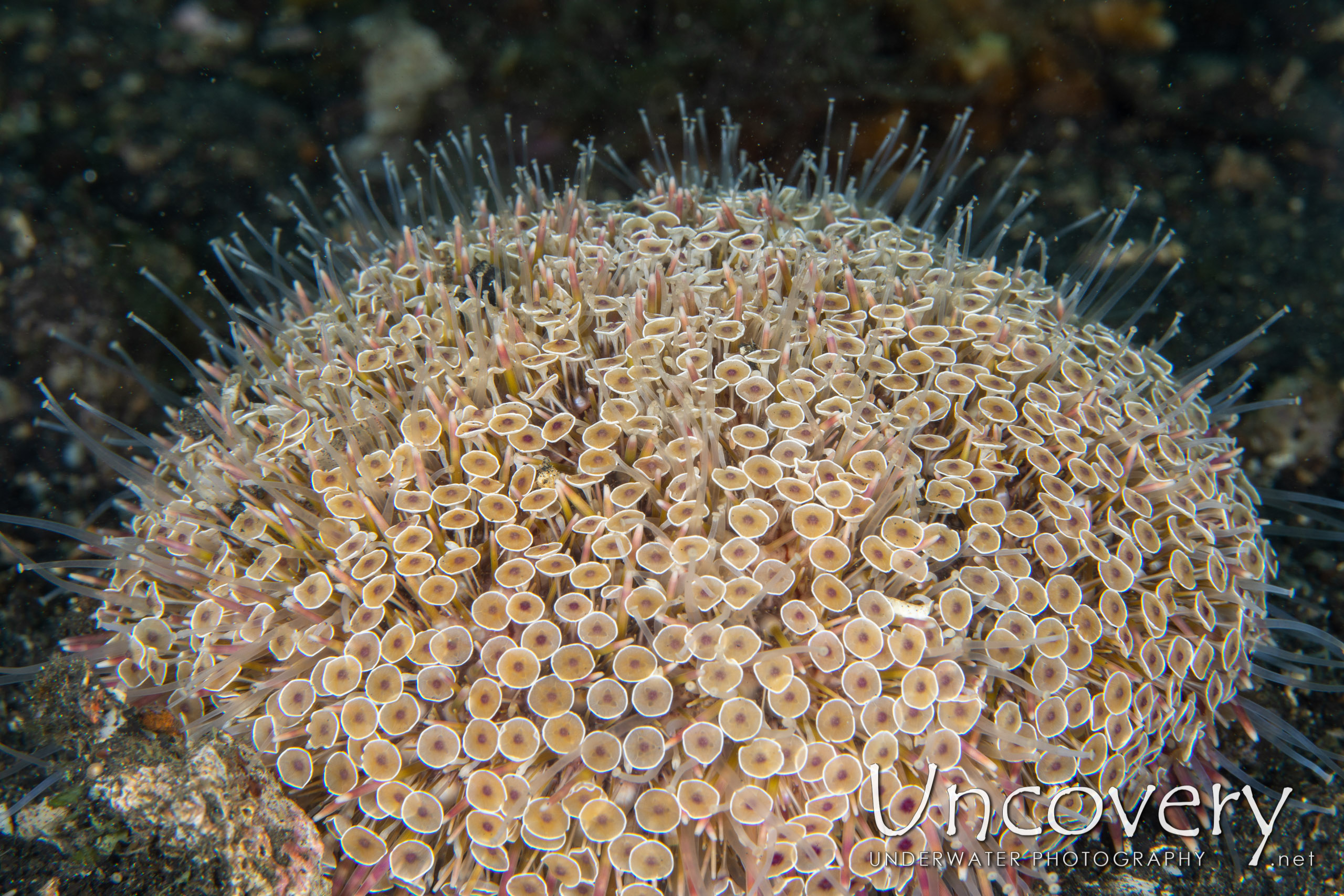 Flower Urchin (toxopneustes Pileolus), photo taken in Indonesia, North Sulawesi, Lembeh Strait, TK 1