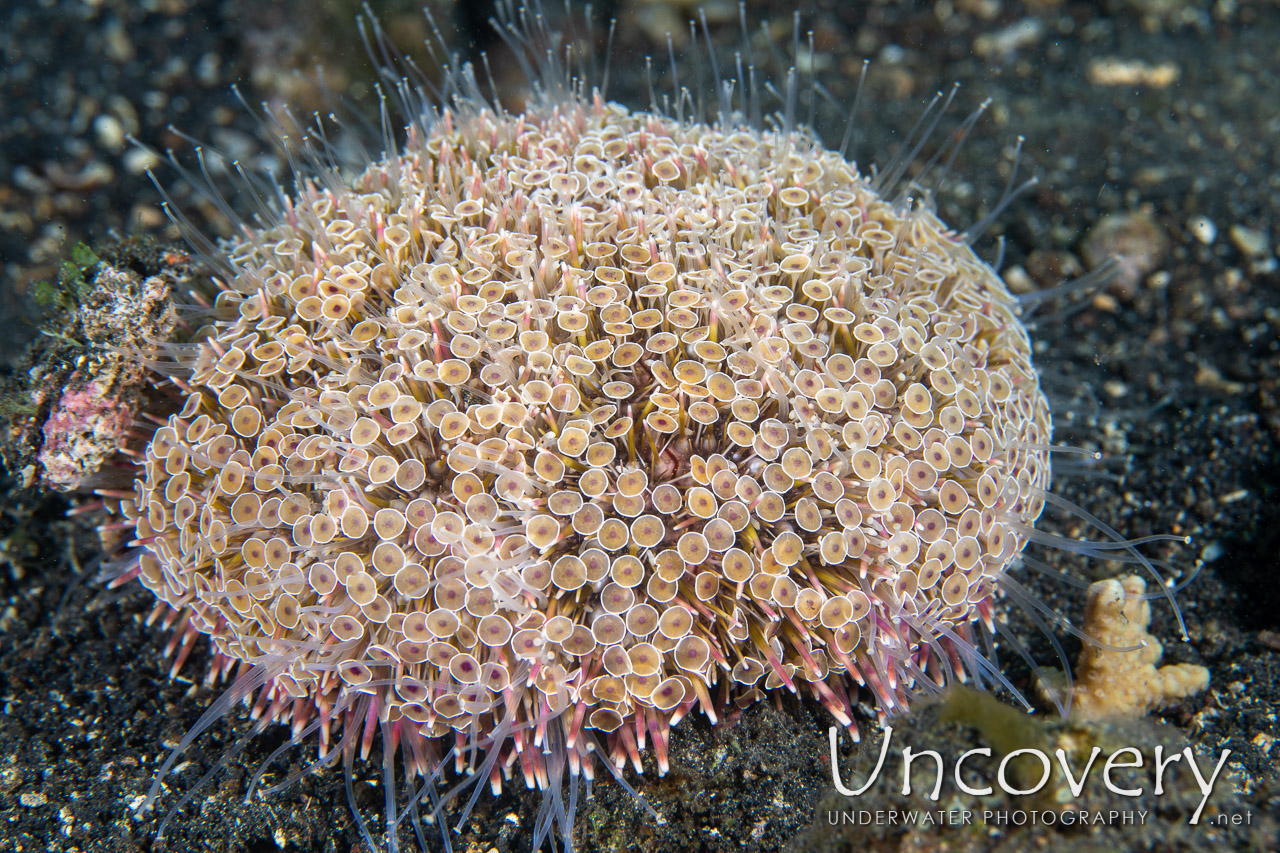 Flower Urchin (toxopneustes Pileolus), photo taken in Indonesia, North Sulawesi, Lembeh Strait, TK 1