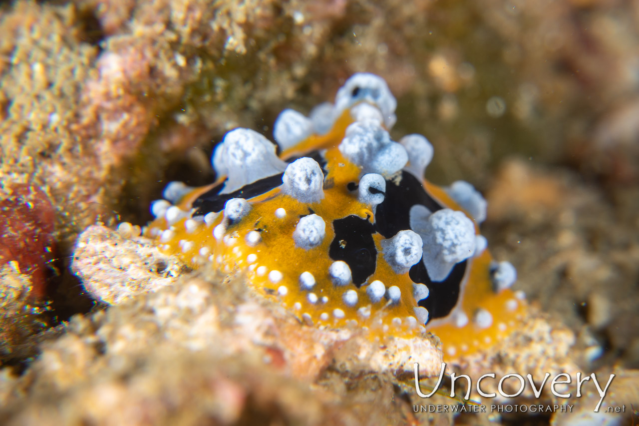 Nudibranch shot in Indonesia|North Sulawesi|Lembeh Strait|Papusungan Besar
