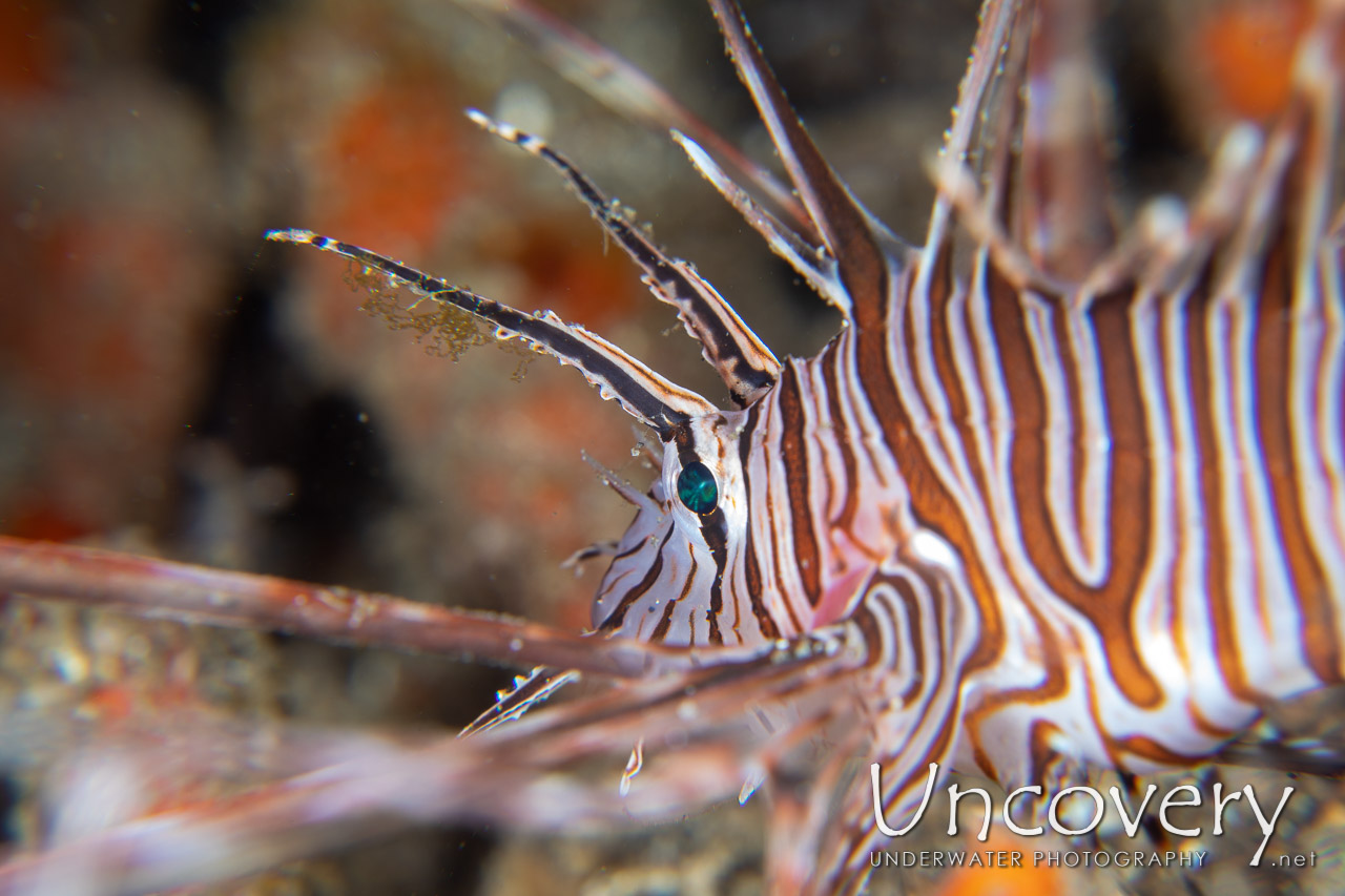 Red Lionfish (pterois Volitans) shot in Indonesia|North Sulawesi|Lembeh Strait|Papusungan Besar