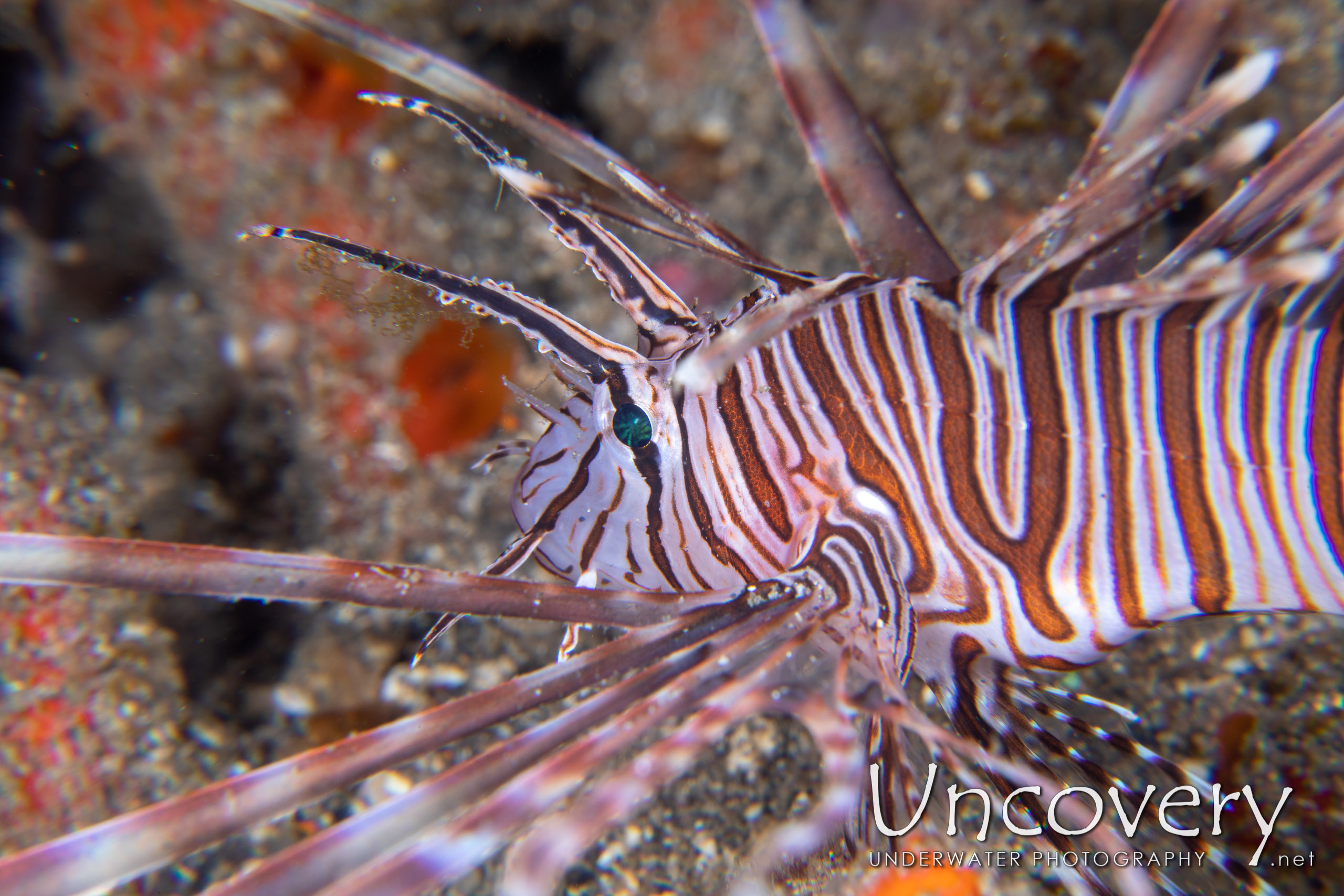 Red Lionfish (pterois Volitans), photo taken in Indonesia, North Sulawesi, Lembeh Strait, Papusungan Besar