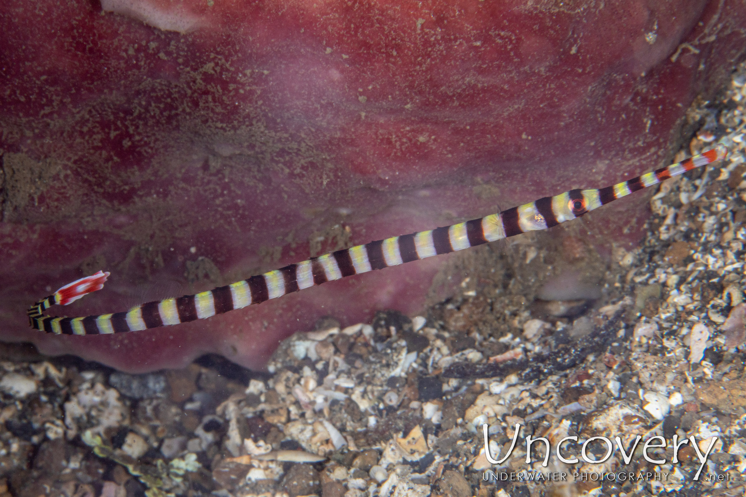 Banded Pipefish (dunckerocampus Dactyliophorus), photo taken in Indonesia, North Sulawesi, Lembeh Strait, Papusungan Besar