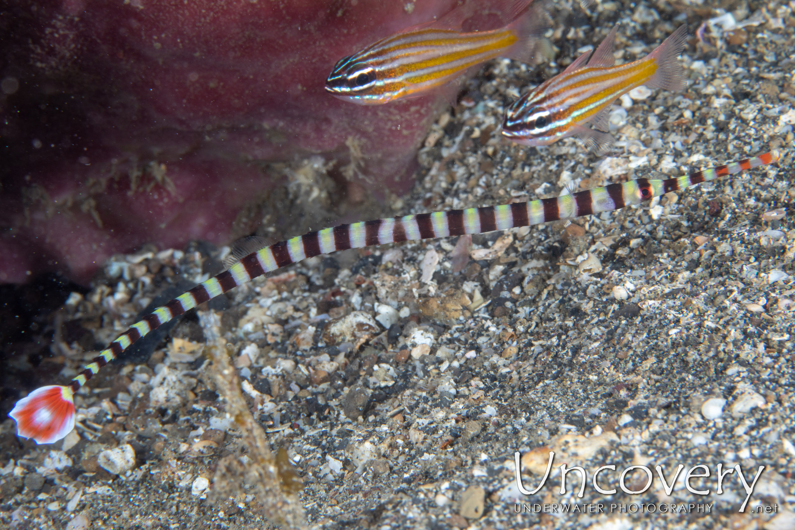 Banded Pipefish (dunckerocampus Dactyliophorus), photo taken in Indonesia, North Sulawesi, Lembeh Strait, Papusungan Besar