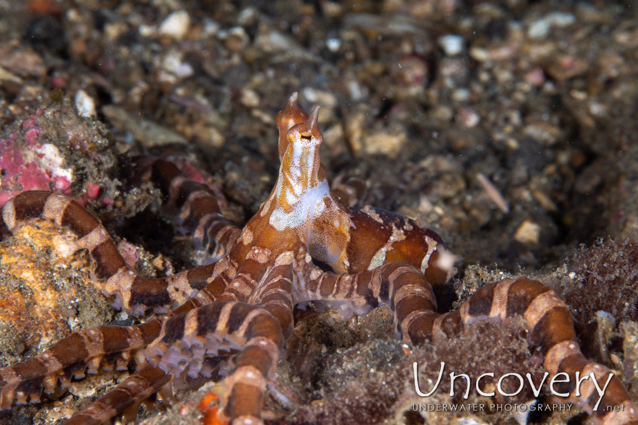 Wonderpus Octopus (wunderpus Photogenicus) shot in Indonesia|North Sulawesi|Lembeh Strait|Papusungan Besar