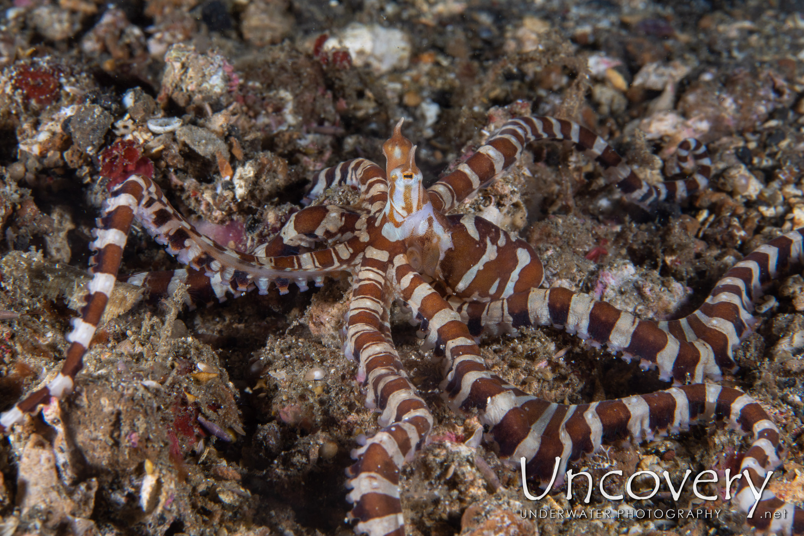 Wonderpus Octopus (wunderpus Photogenicus), photo taken in Indonesia, North Sulawesi, Lembeh Strait, Papusungan Besar