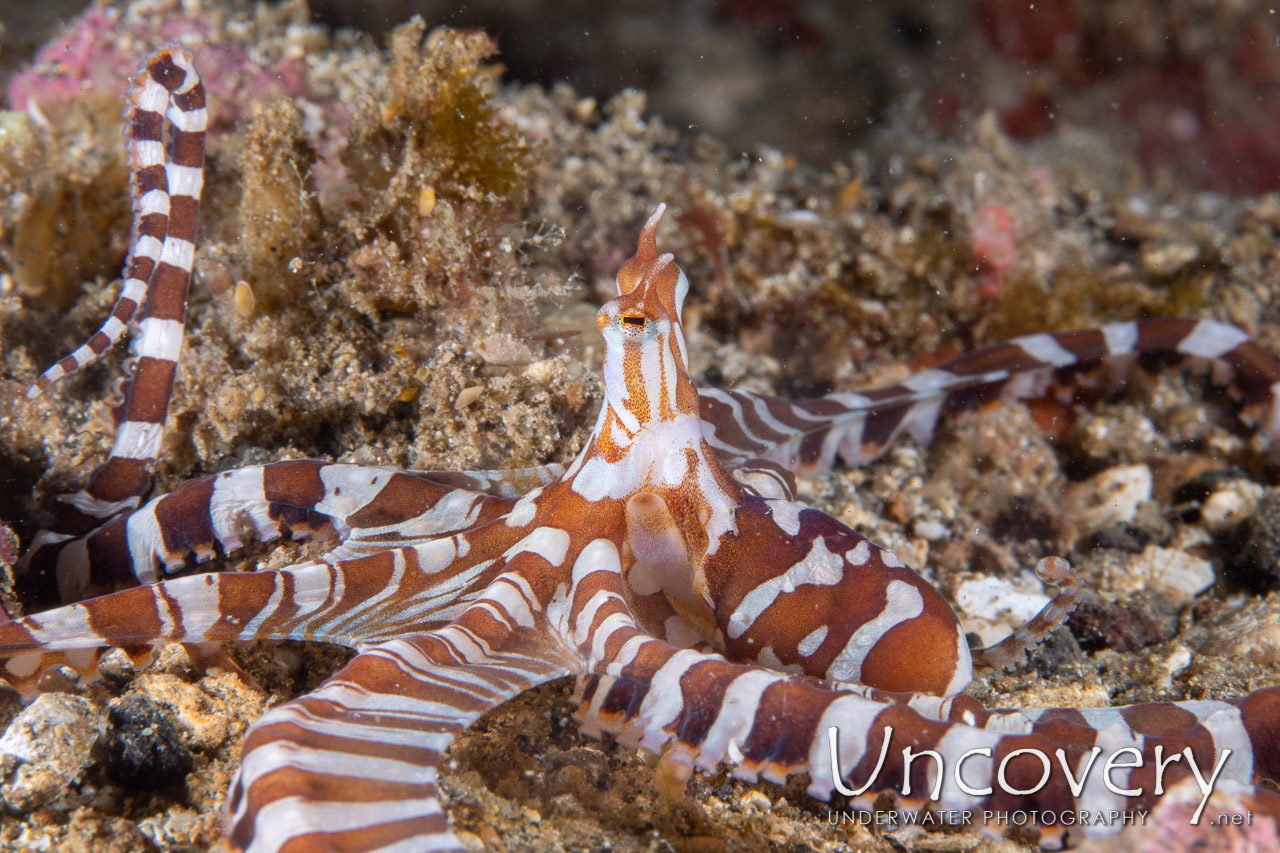 Wonderpus Octopus (wunderpus Photogenicus) shot in Indonesia|North Sulawesi|Lembeh Strait|Papusungan Besar