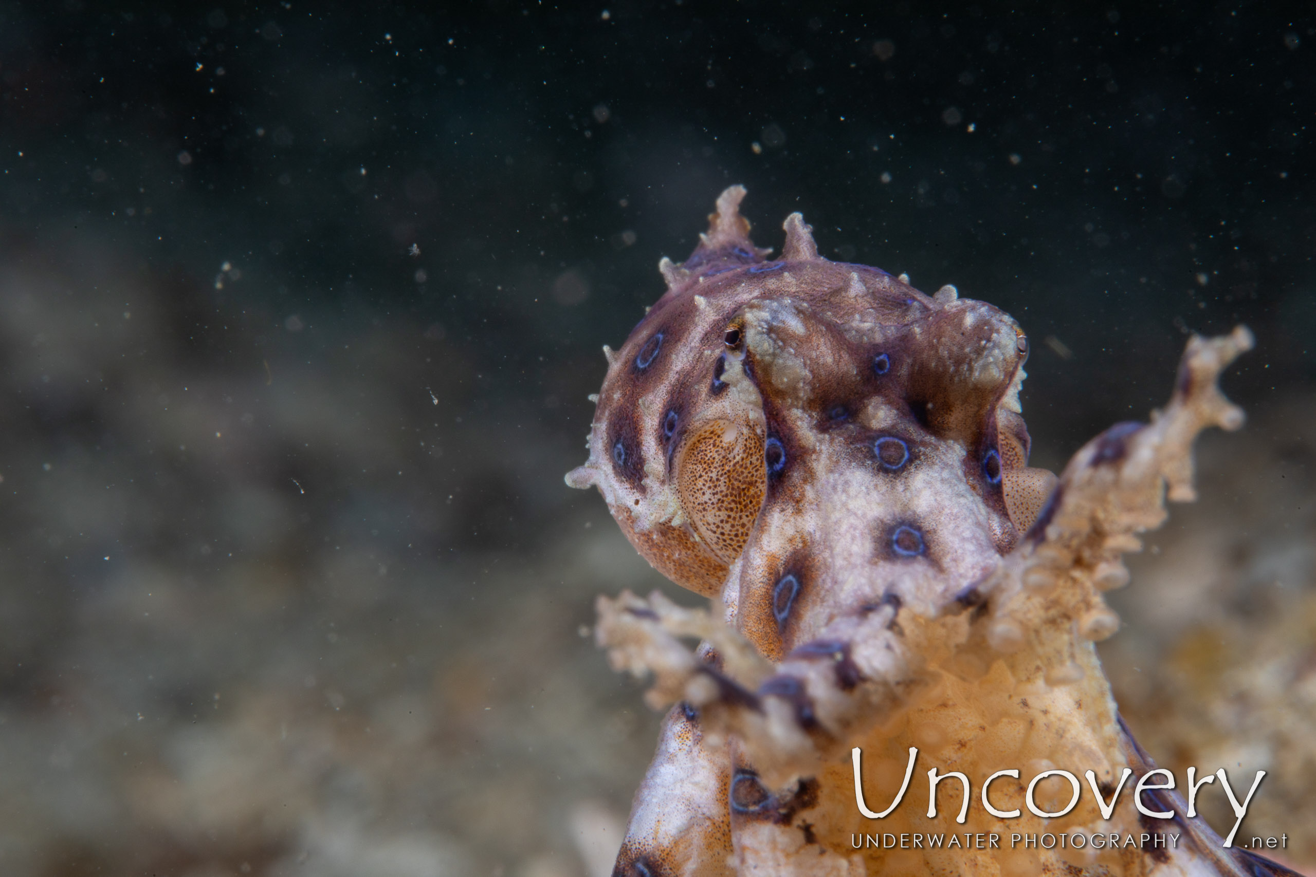 Blue Ring Octopus (hapalochlaena Lunulata), photo taken in Indonesia, North Sulawesi, Lembeh Strait, Papusungan Besar