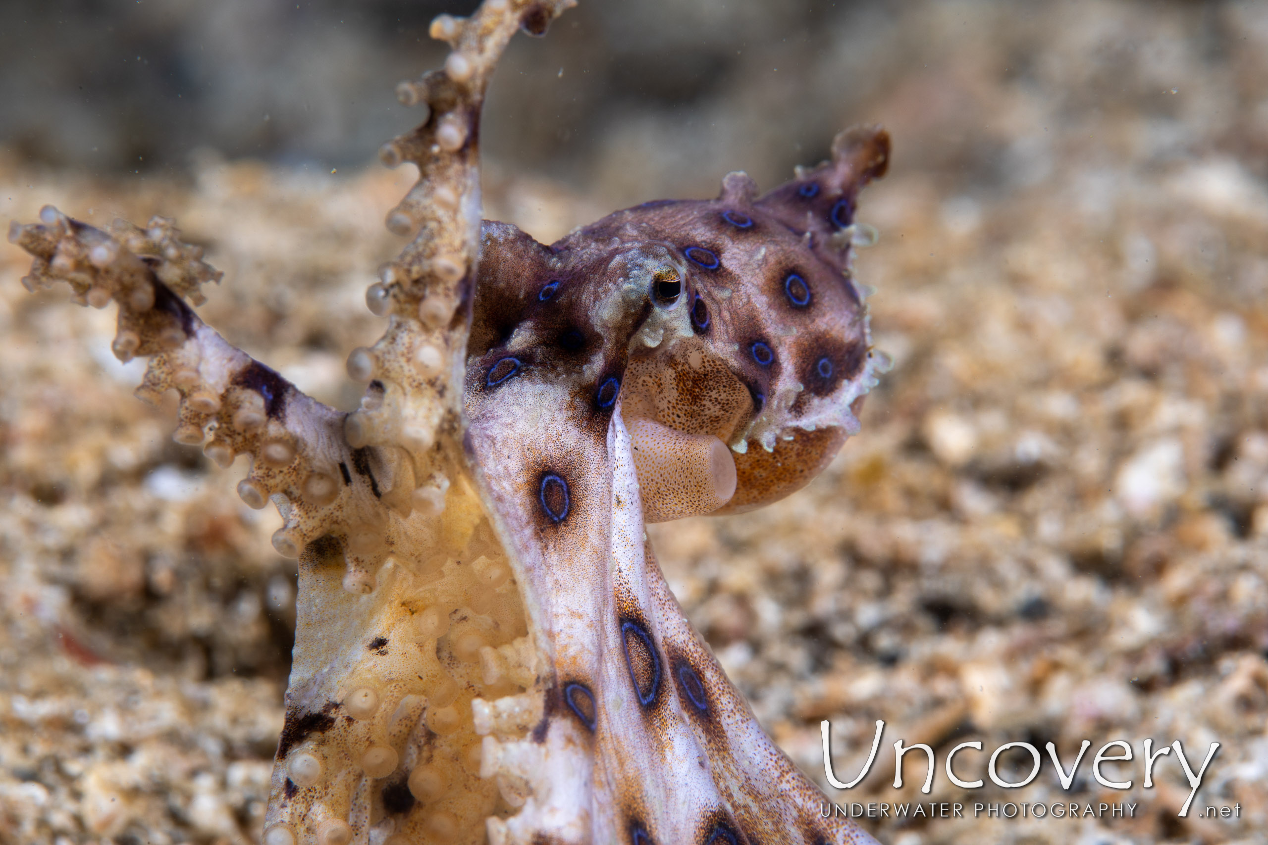 Blue Ring Octopus (hapalochlaena Lunulata), photo taken in Indonesia, North Sulawesi, Lembeh Strait, Papusungan Besar