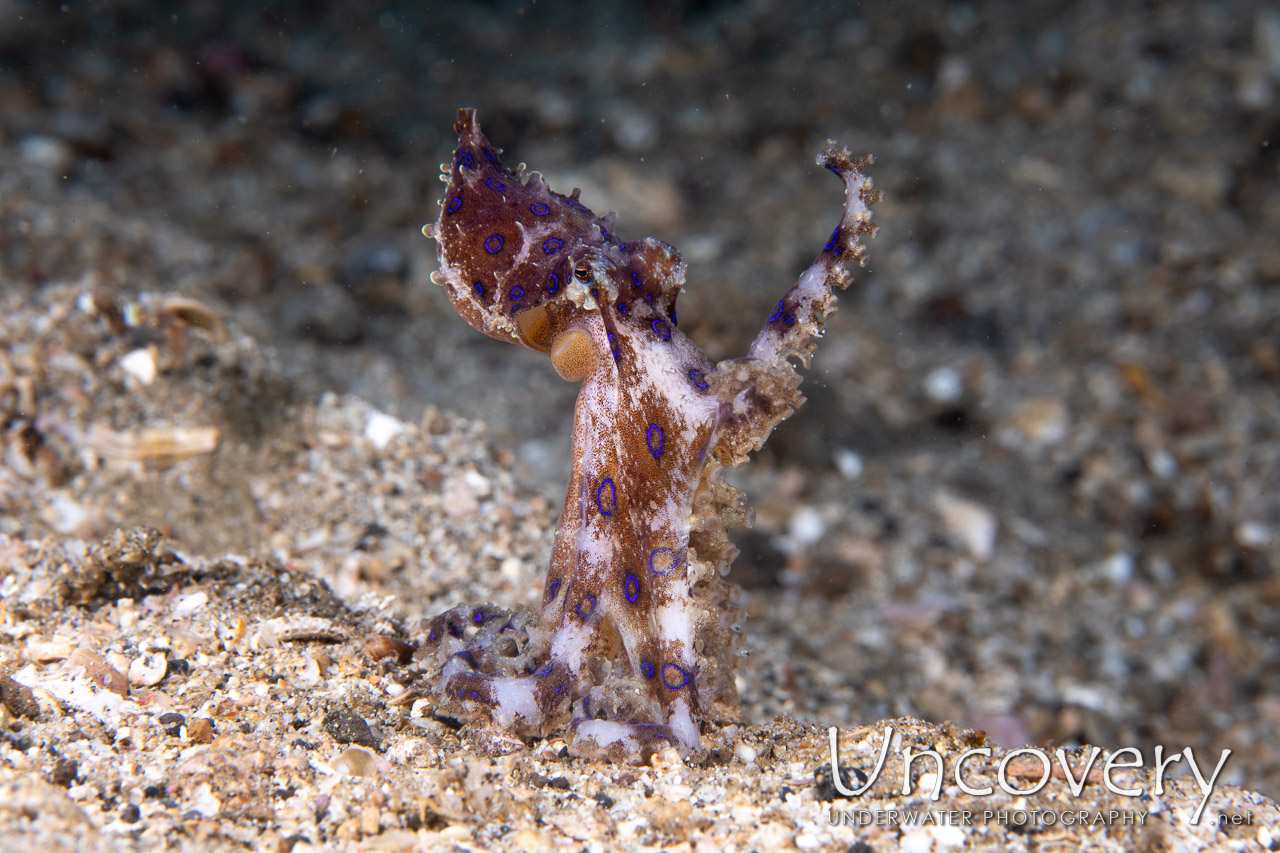 Blue Ring Octopus (hapalochlaena Lunulata) shot in Indonesia|North Sulawesi|Lembeh Strait|Papusungan Besar