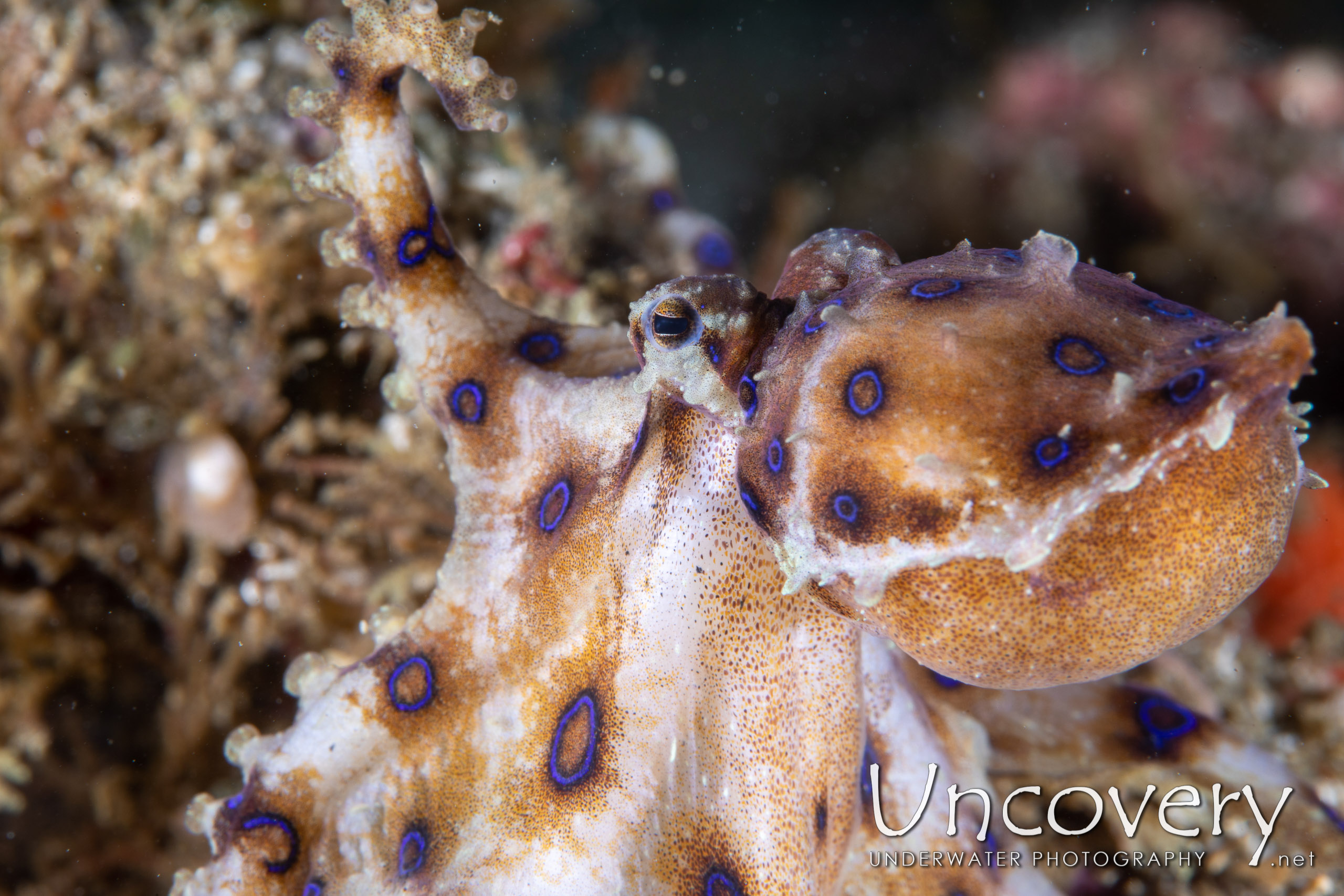 Blue Ring Octopus (hapalochlaena Lunulata), photo taken in Indonesia, North Sulawesi, Lembeh Strait, Papusungan Besar