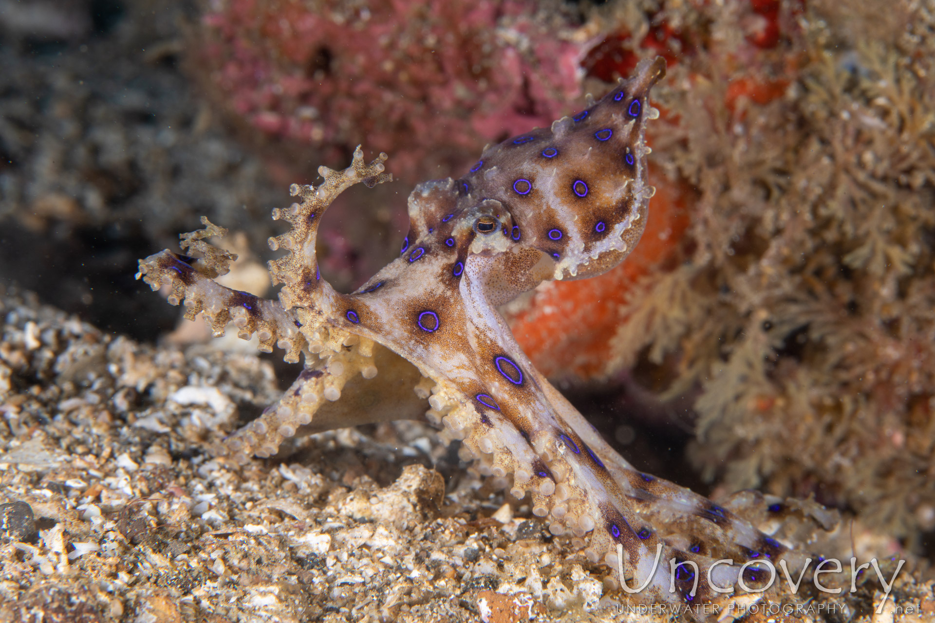 Blue Ring Octopus (hapalochlaena Lunulata), photo taken in Indonesia, North Sulawesi, Lembeh Strait, Papusungan Besar