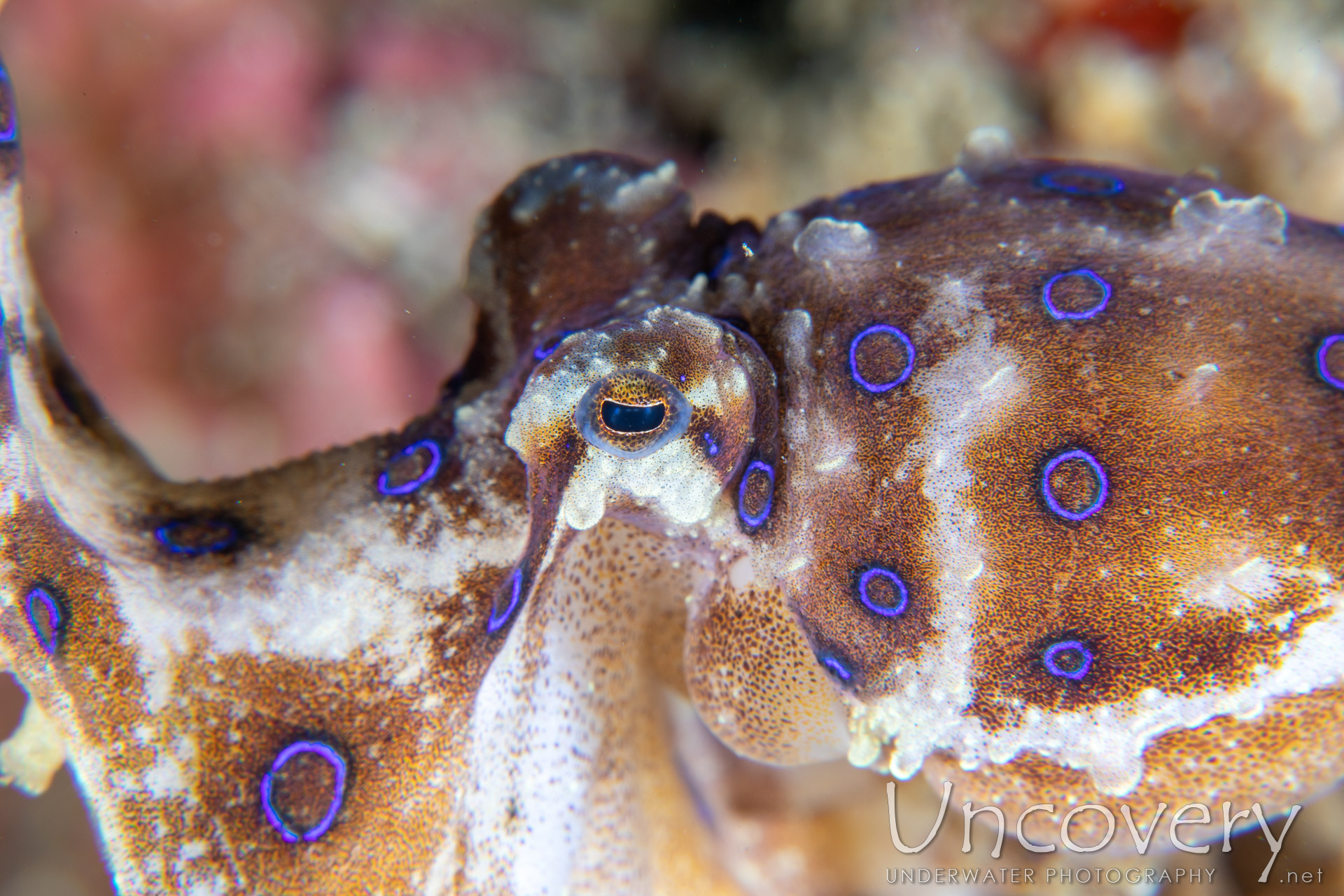 Blue Ring Octopus (hapalochlaena Lunulata), photo taken in Indonesia, North Sulawesi, Lembeh Strait, Papusungan Besar